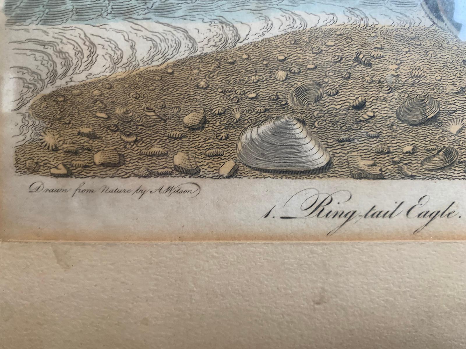 19th Century Scottish Engraving of Ring Tail Eagle & Sea Eagle by J.G. Warnicke 6