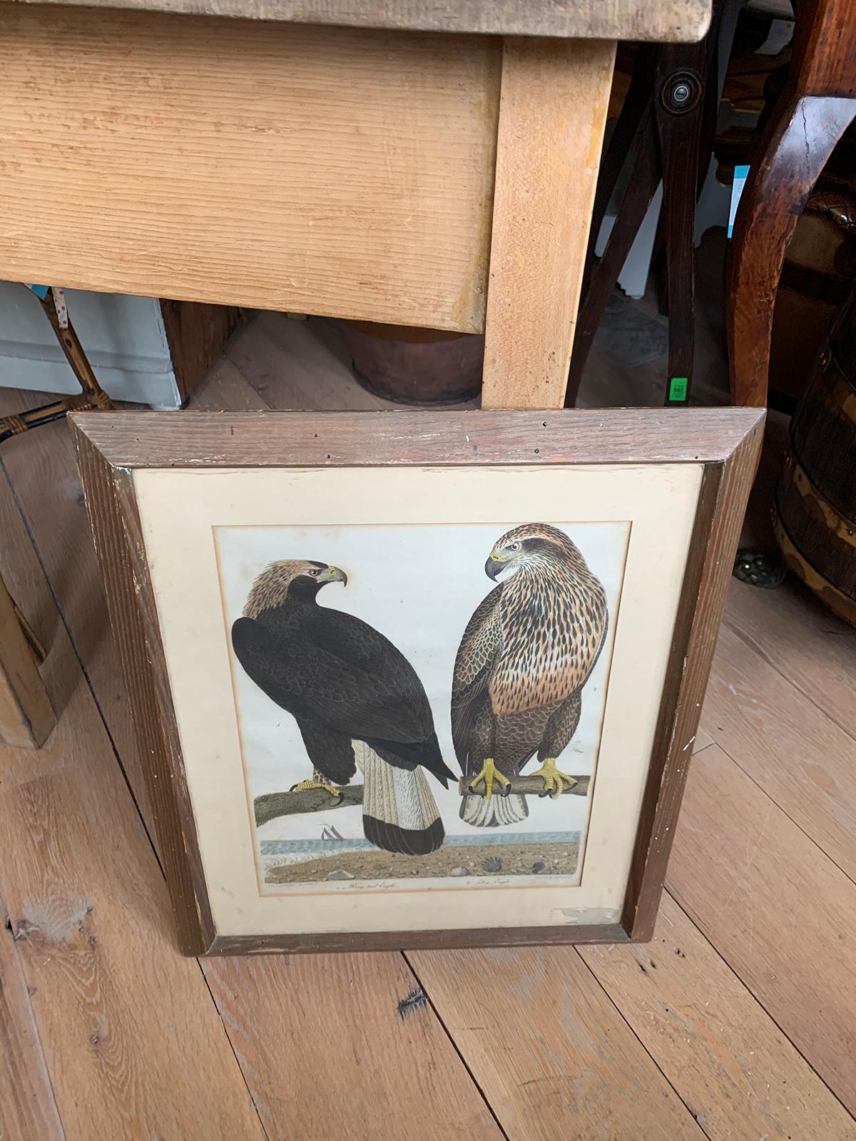 19th Century Scottish Engraving of Ring Tail Eagle & Sea Eagle by J.G. Warnicke 8