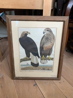 19th Century Scottish Engraving of Ring Tail Eagle & Sea Eagle by J.G. Warnicke