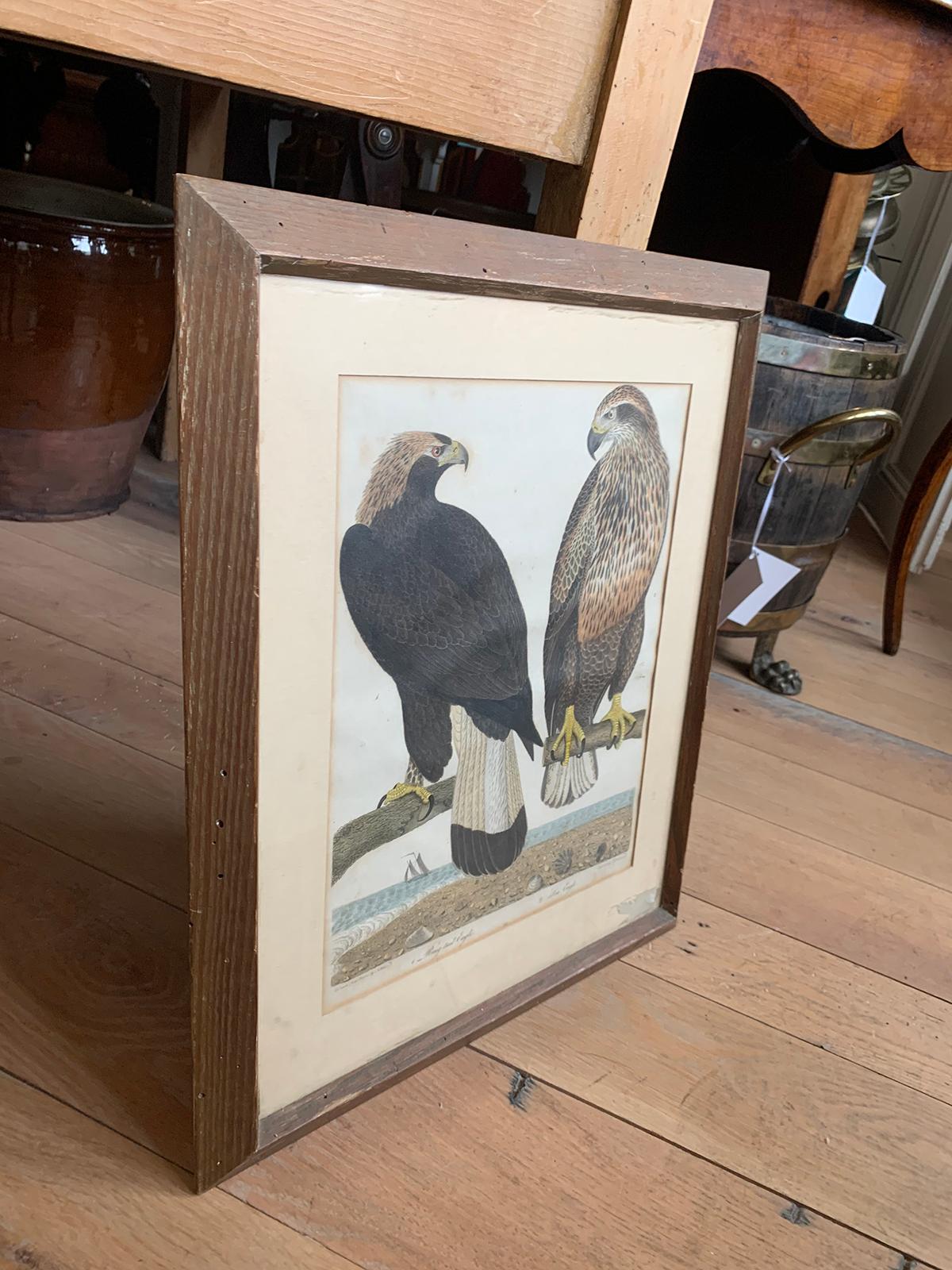19th Century Scottish Engraving of Ring Tail Eagle & Sea Eagle by J.G. Warnicke In Good Condition In Atlanta, GA