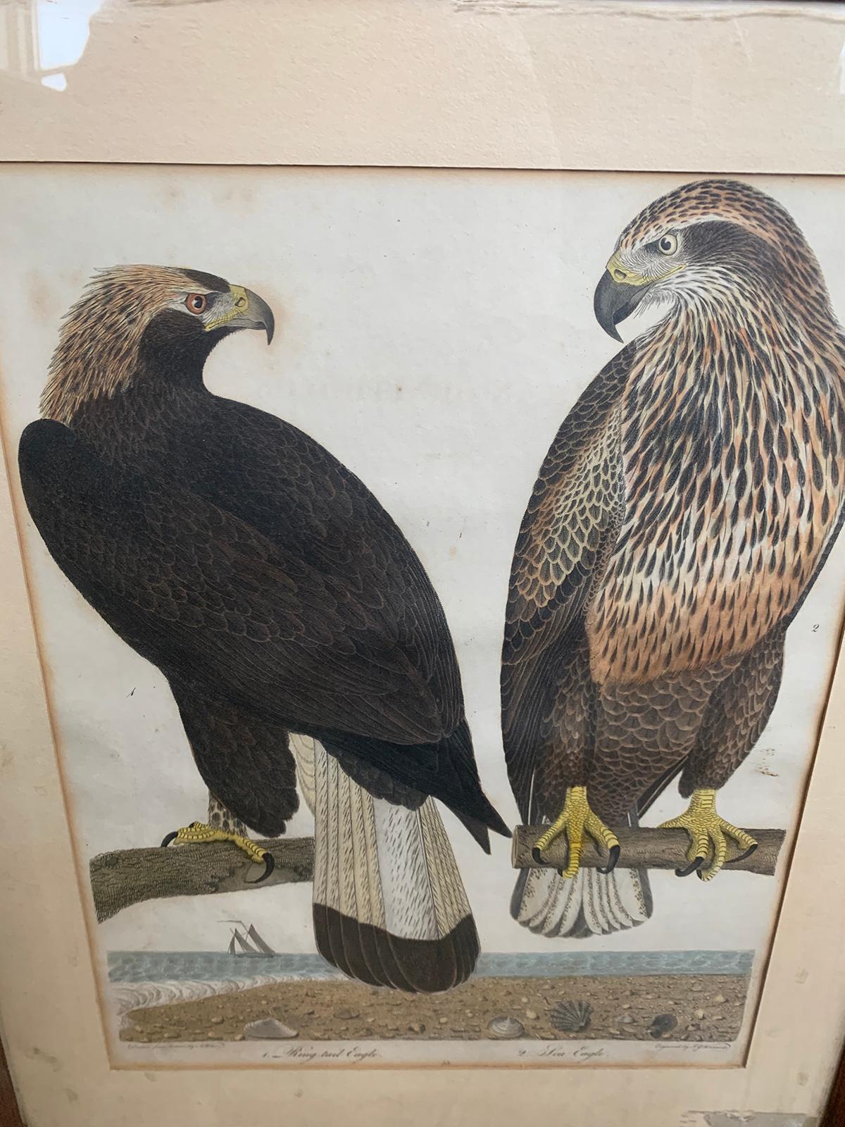 Paper 19th Century Scottish Engraving of Ring Tail Eagle & Sea Eagle by J.G. Warnicke