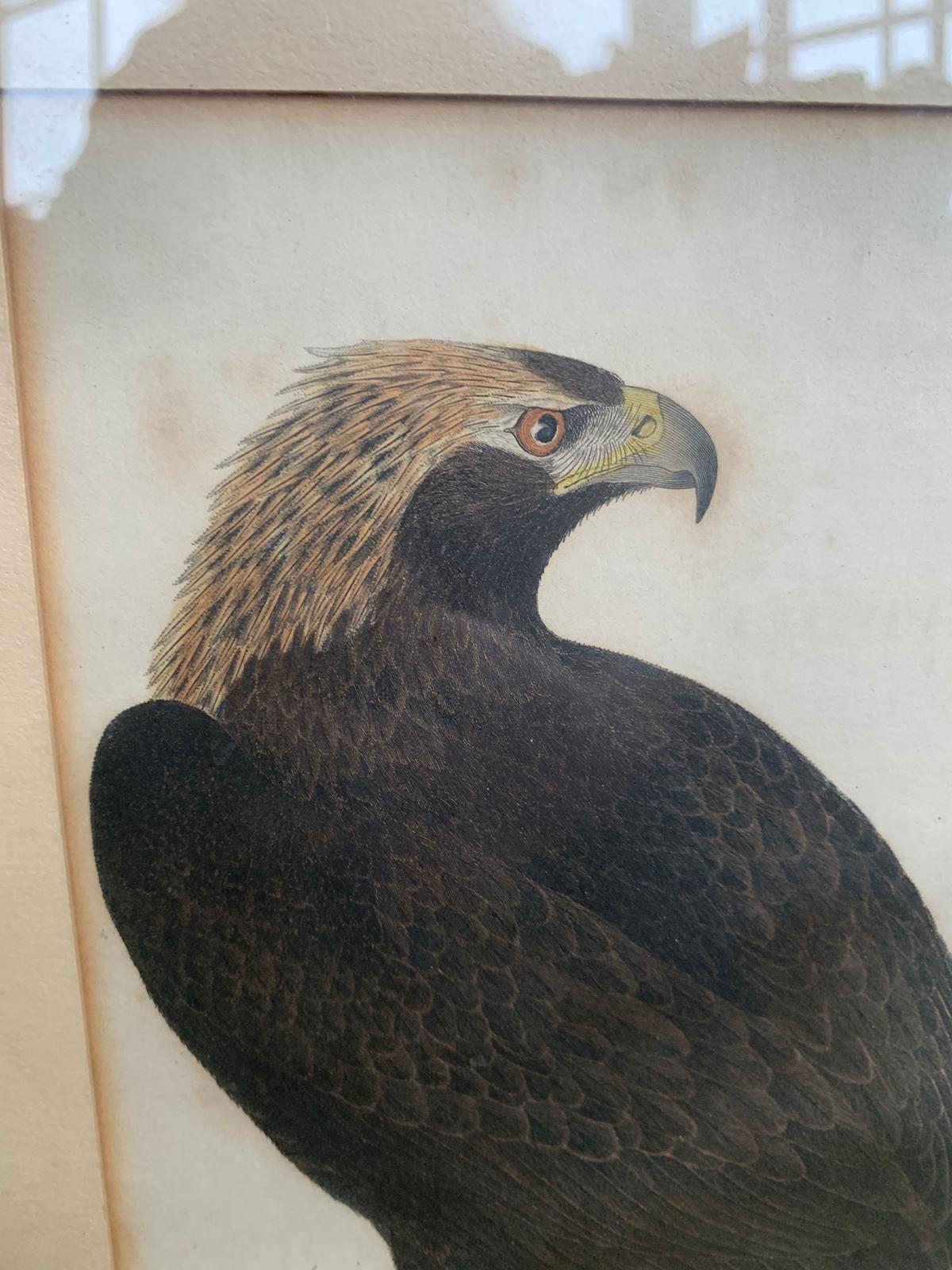 19th Century Scottish Engraving of Ring Tail Eagle & Sea Eagle by J.G. Warnicke 1