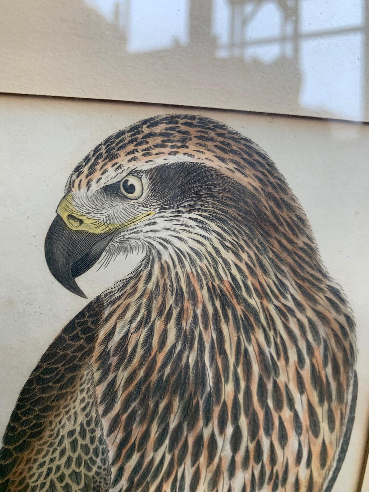 19th Century Scottish Engraving of Ring Tail Eagle & Sea Eagle by J.G. Warnicke 2