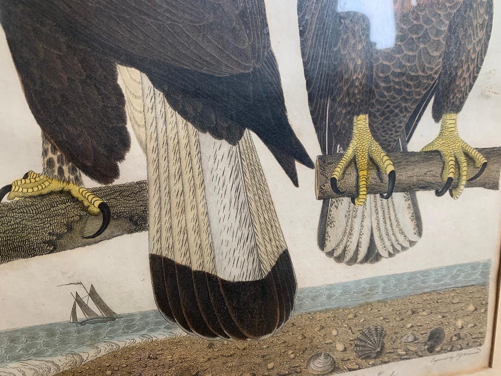 19th Century Scottish Engraving of Ring Tail Eagle & Sea Eagle by J.G. Warnicke 3
