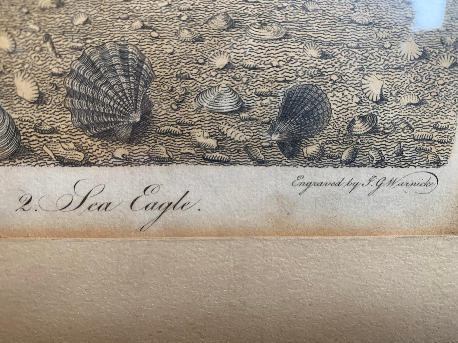 19th Century Scottish Engraving of Ring Tail Eagle & Sea Eagle by J.G. Warnicke 5