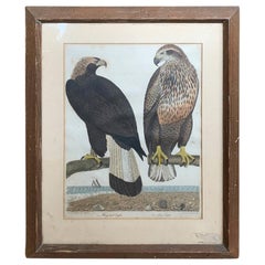 19th Century Scottish Engraving of Ring Tail Eagle & Sea Eagle by J.G. Warnicke