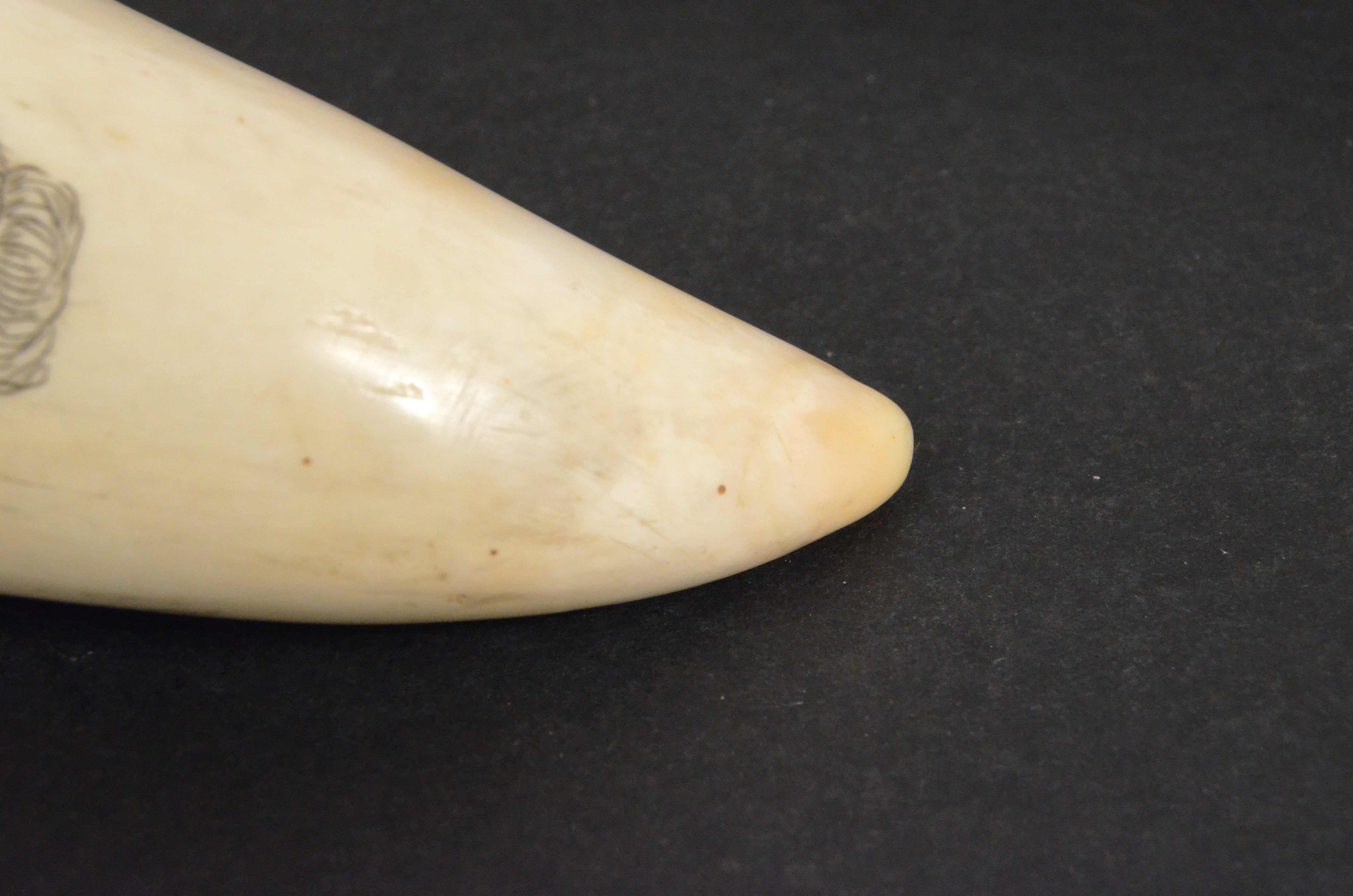 19th Century Scrimshaw Engraved Whale Tooth Antique Original Marine Artcraft 2