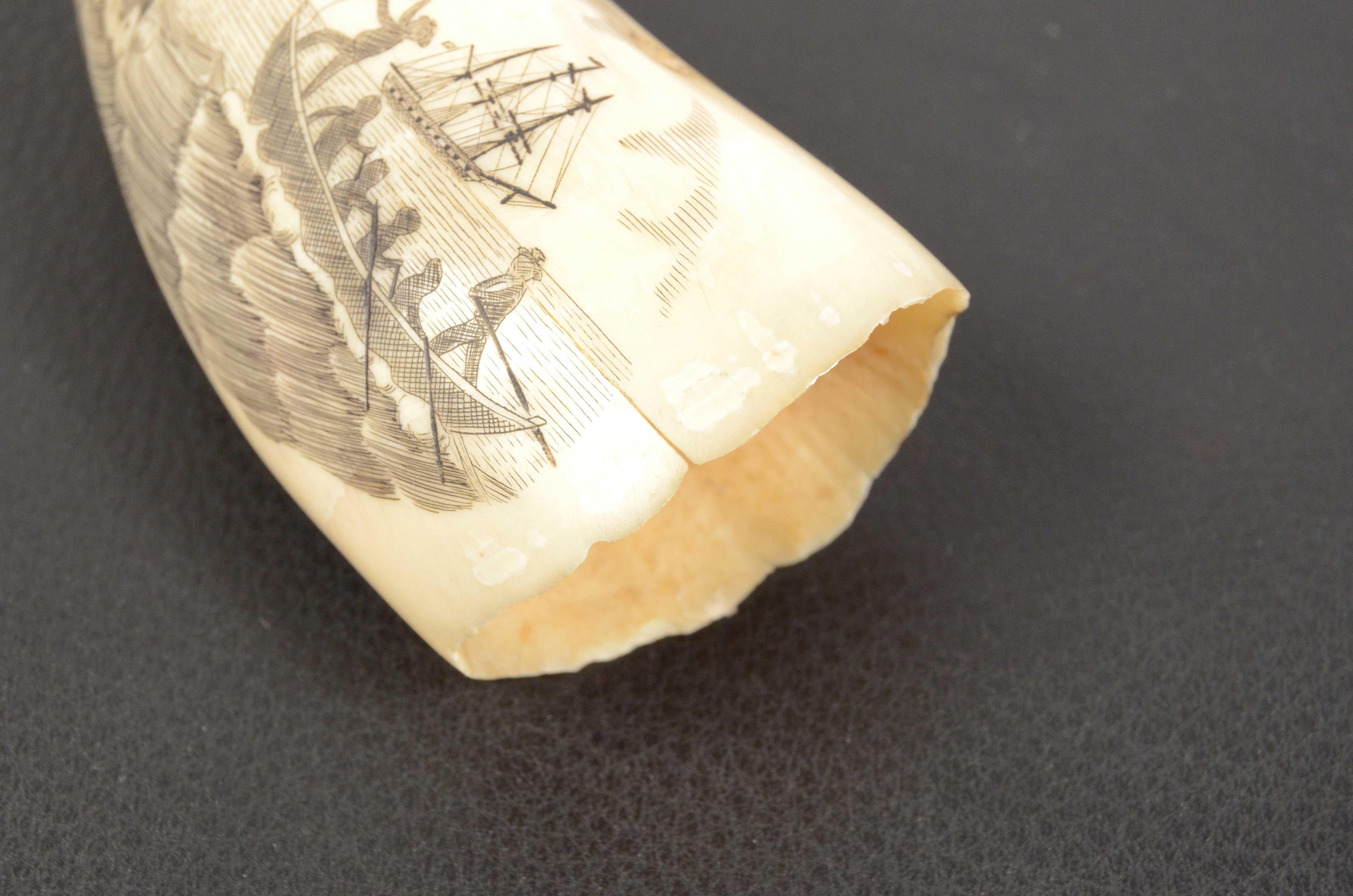 19th Century Scrimshaw Engraved Whale Tooth Fine Antique Nautical Workmanship 5