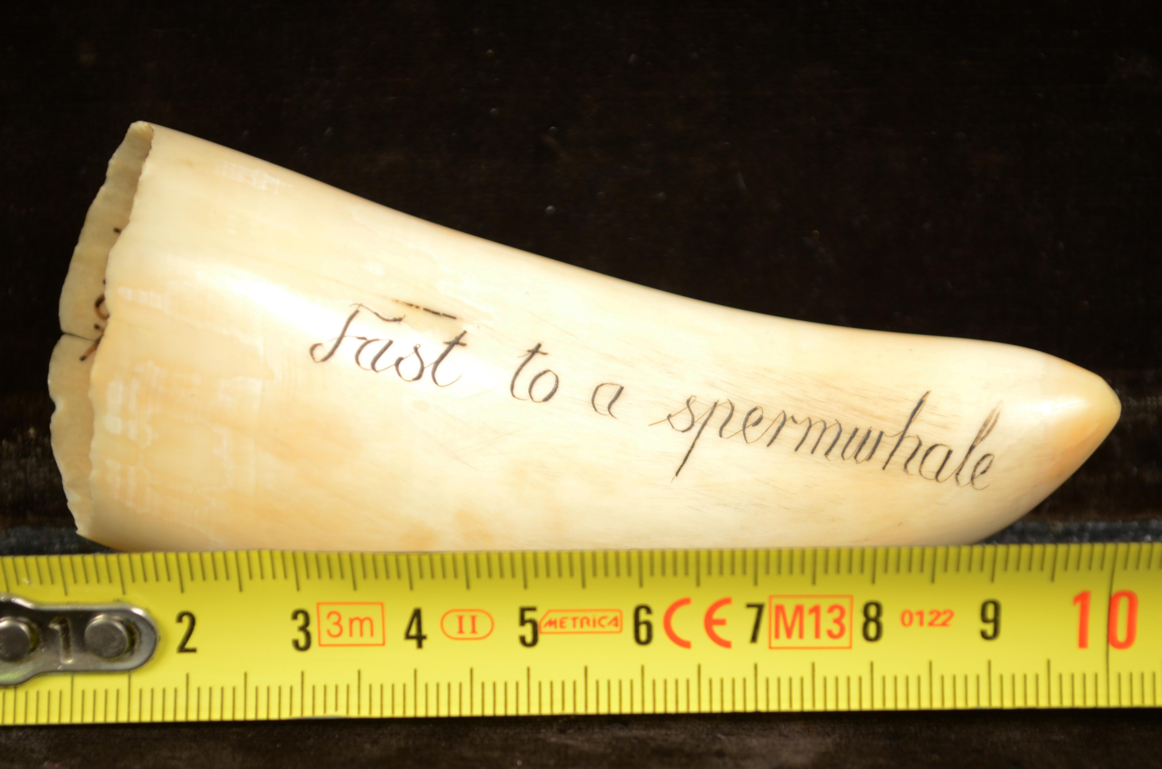 Scrimshaw of an engraved whale tooth, of fine workmanship from the half of the 19th century, length 11 cm, inches 4.3, depicting 6 whalers on a rowing boat trying to harpoon a whale and brig / whaling ship and islands in the background. The back of
