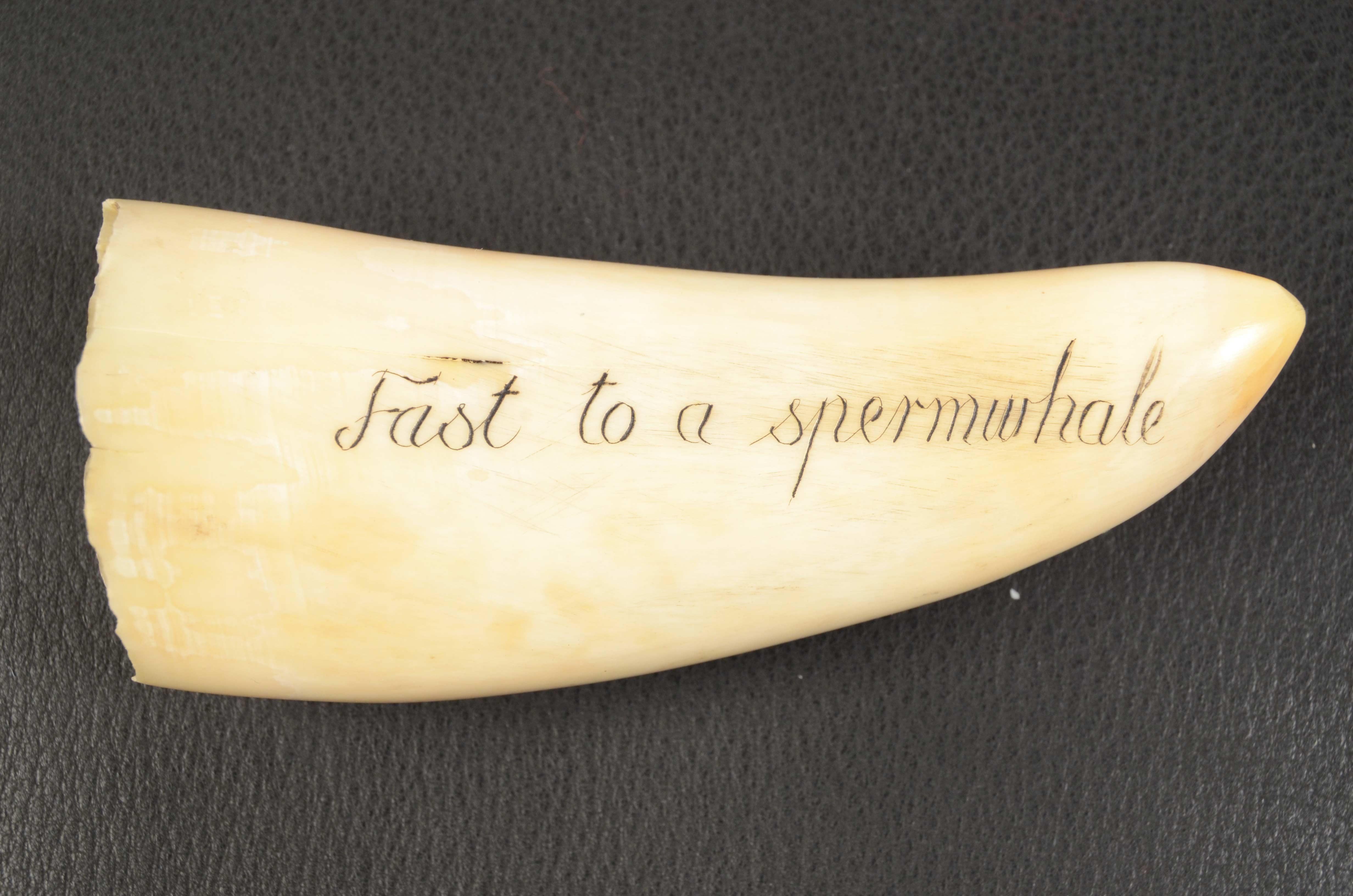 19th Century Scrimshaw Engraved Whale Tooth Fine Antique Nautical Workmanship  1