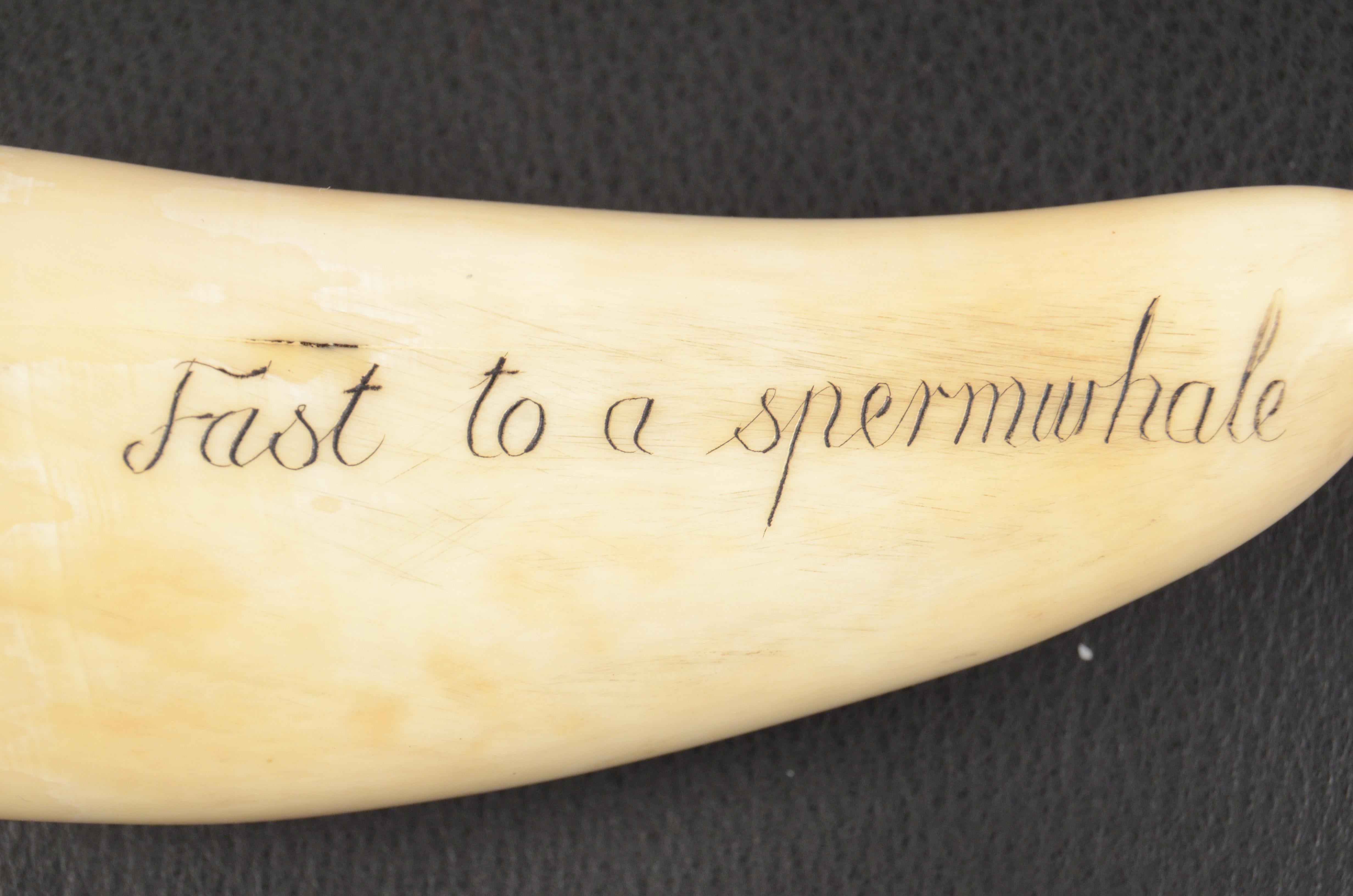 19th Century Scrimshaw Engraved Whale Tooth Fine Antique Nautical Workmanship  3