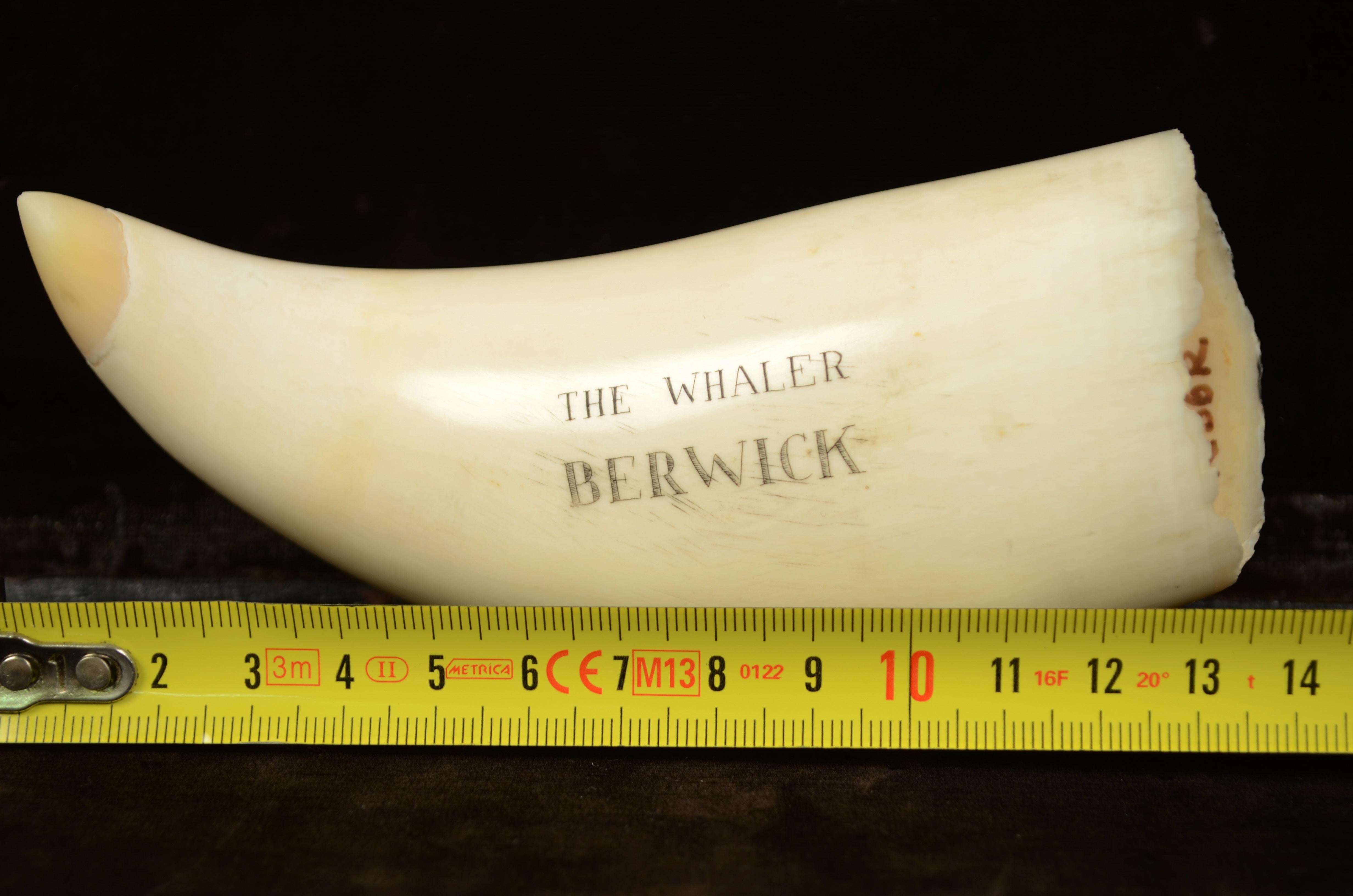 Scrimshaw of an engraved whale tooth, very fine
workmanship, made in the half of the 19th century,
length 13 cm,- inches 5.1, depicting 6 whalers on a rowing boat trying to harpoon a whale and brig / whaler and islands in the background. 
The