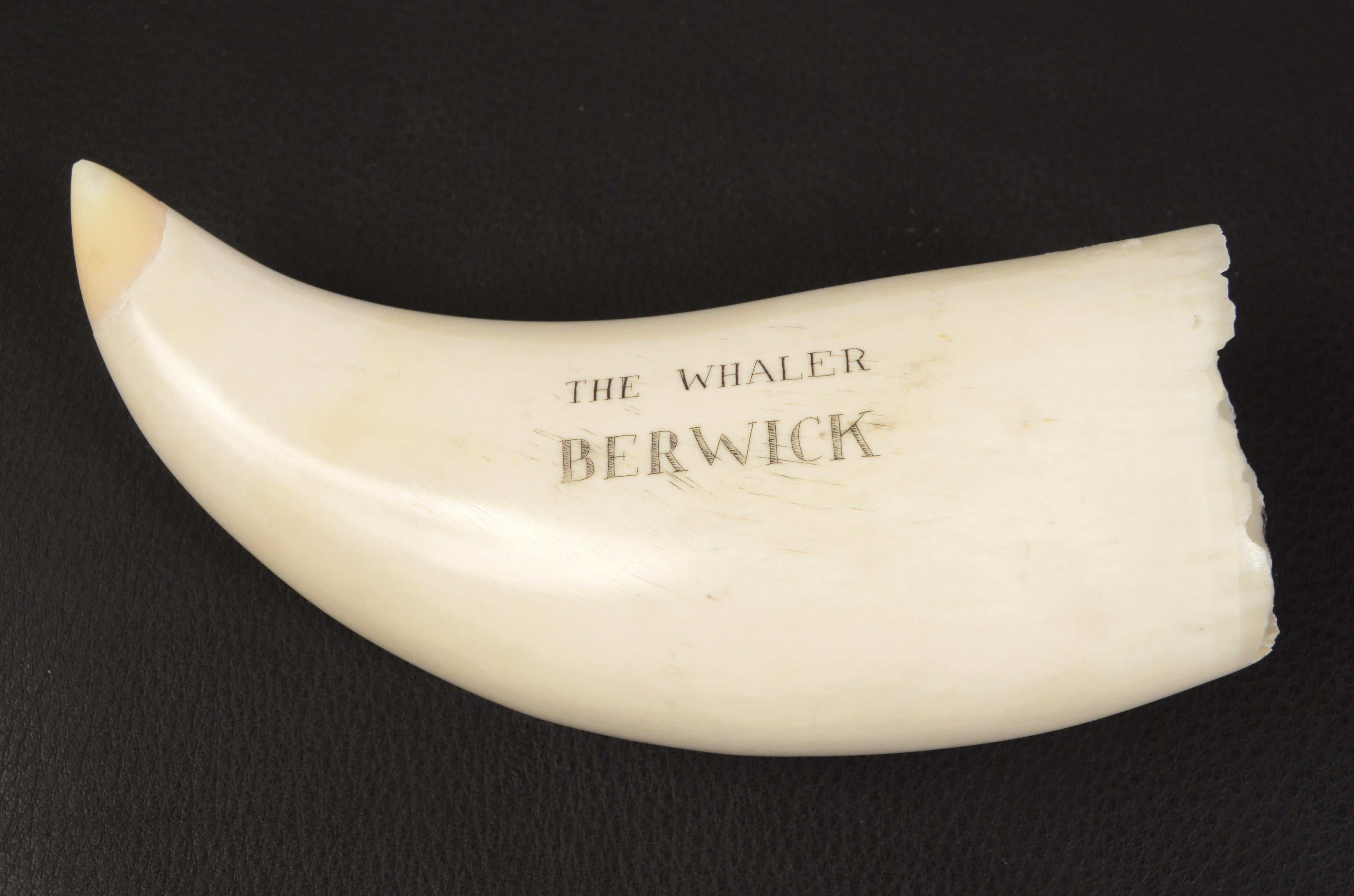 19th Century Scrimshaw of an Engraved Whale Tooth Antique Nautical Workmanship 1