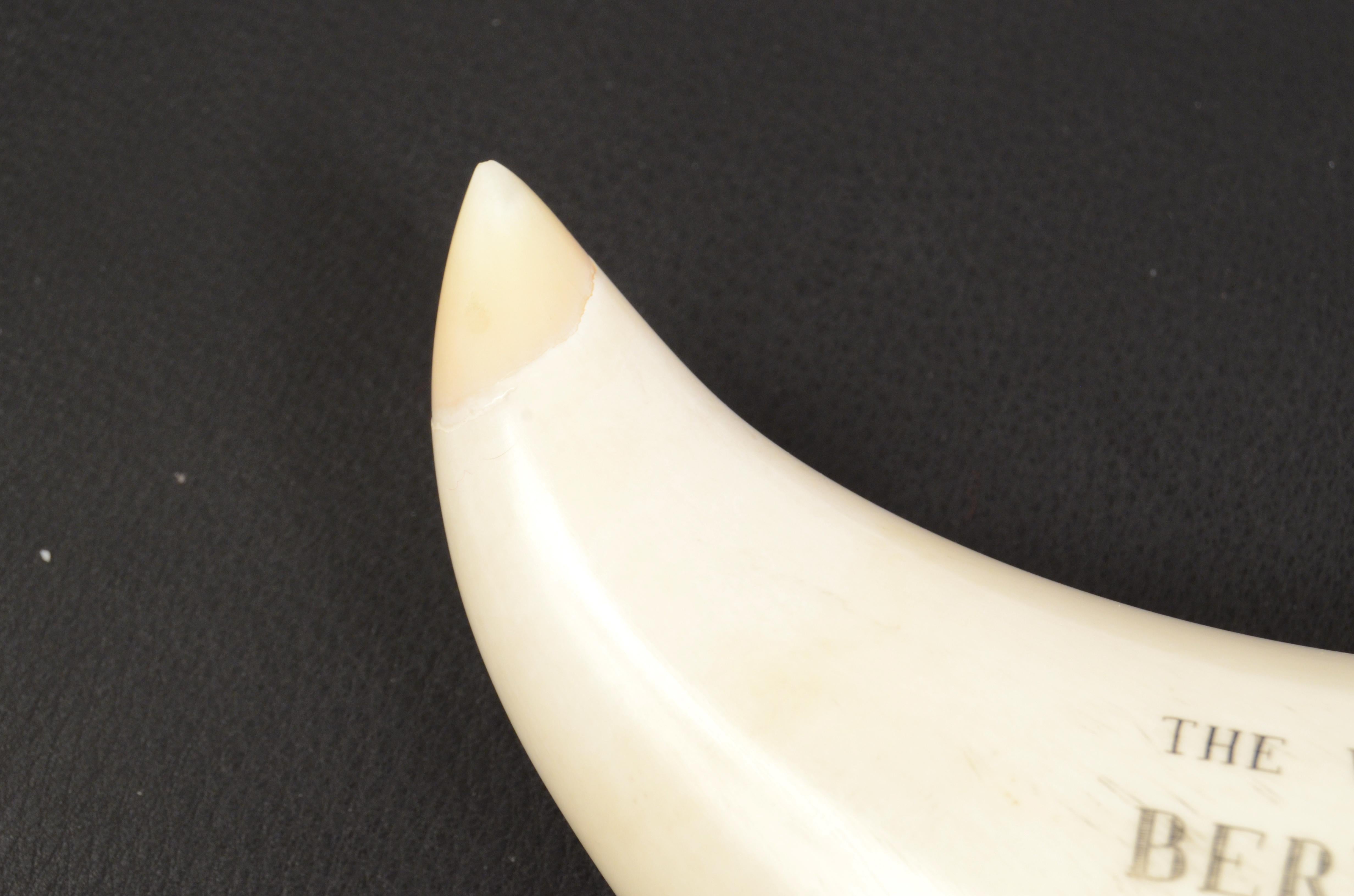 19th Century Scrimshaw of an Engraved Whale Tooth Antique Nautical Workmanship 3