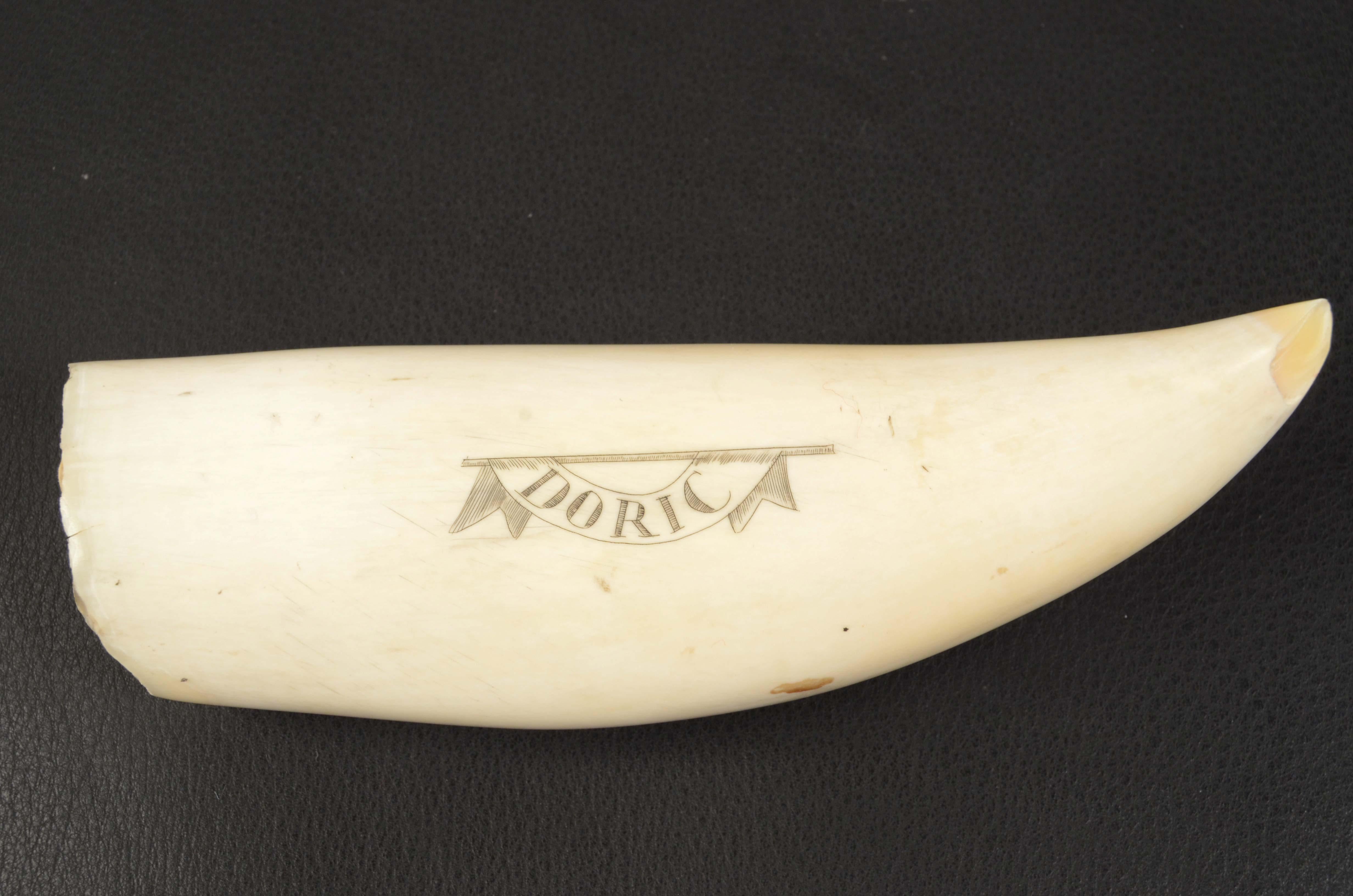 Bone 19th Century Scrimshaw of Antique Engraved Whale Tooth Fine Nautical Workmanship
