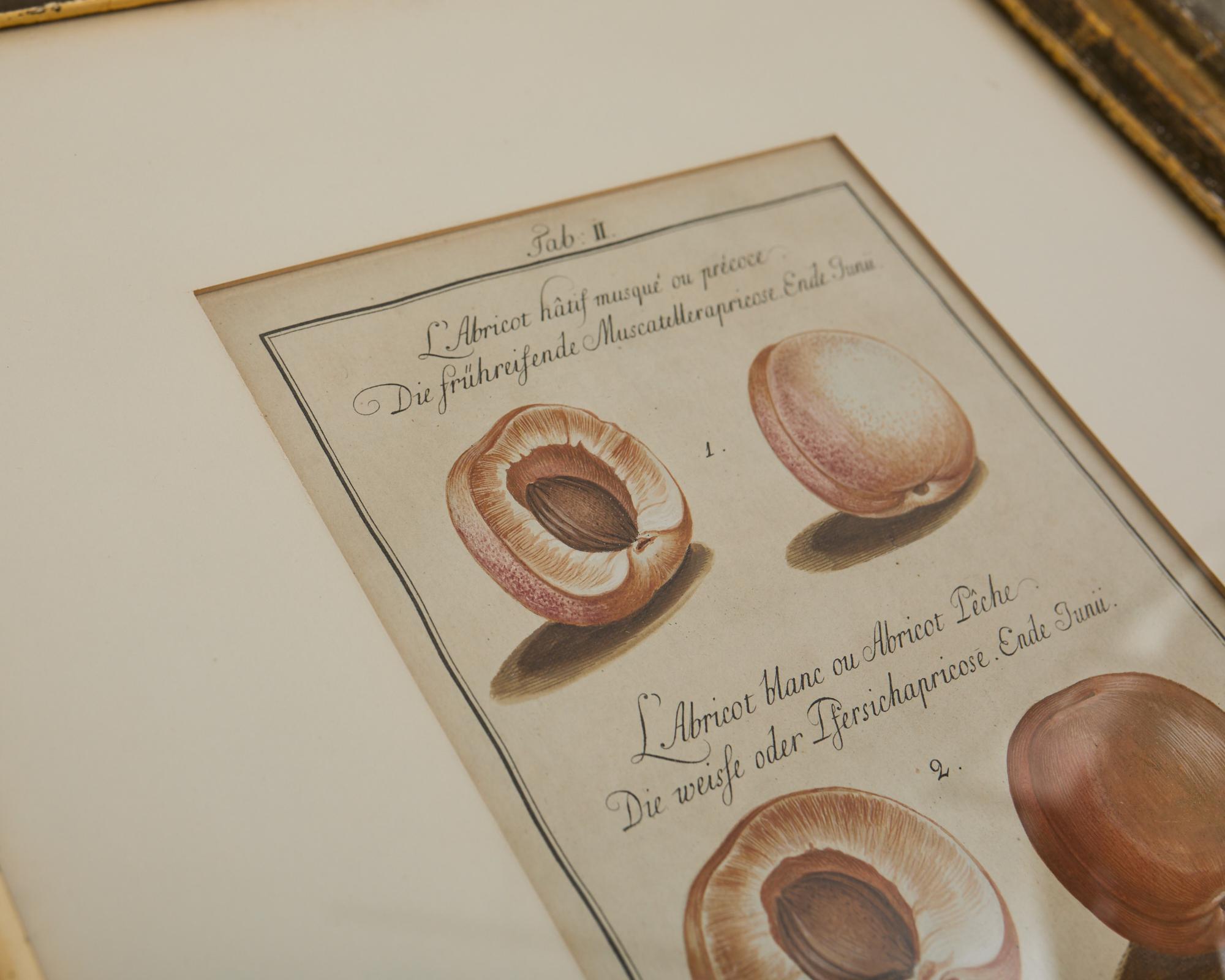 19. Jahrhundert Satz von vier französischen Farbdrucken von Prunus im Angebot 7
