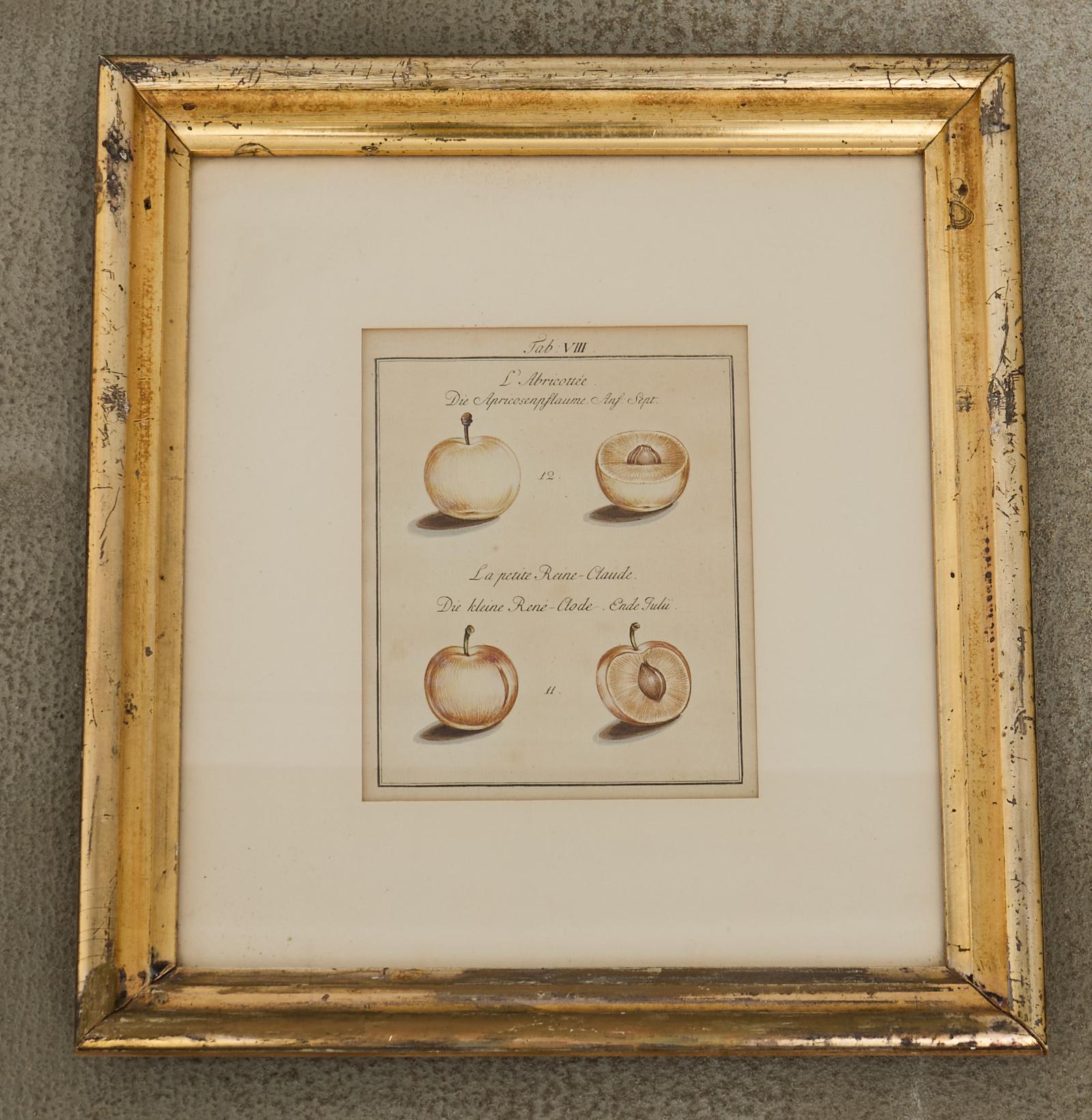 19. Jahrhundert Satz von vier französischen Farbdrucken von Prunus (Französisch) im Angebot