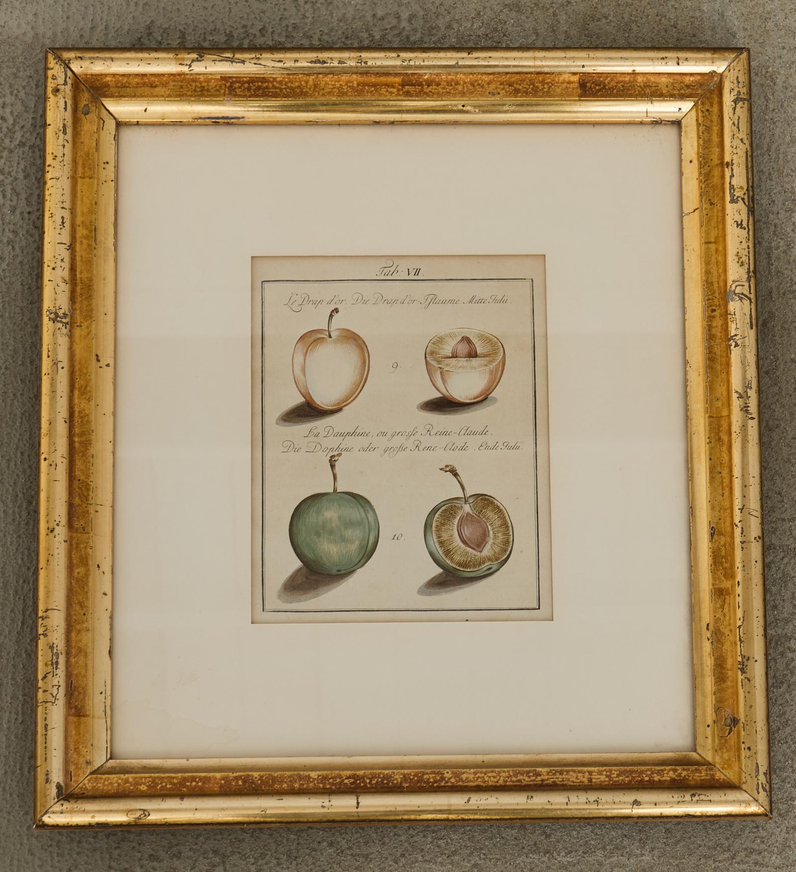 19. Jahrhundert Satz von vier französischen Farbdrucken von Prunus im Zustand „Starke Gebrauchsspuren“ im Angebot in Rio Vista, CA
