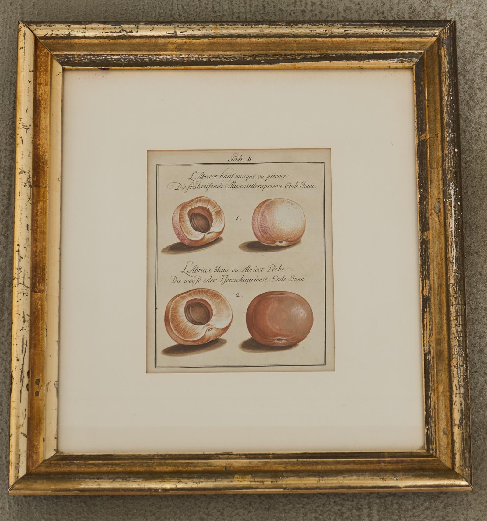 19. Jahrhundert Satz von vier französischen Farbdrucken von Prunus (Glas) im Angebot