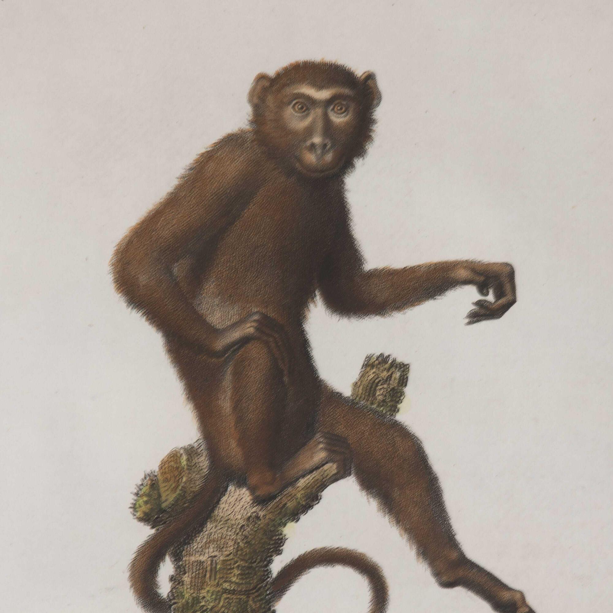 Set of six early 19th Century hand-coloured copperplate engravings of Jacob's Monkeys.
These wonderful naturalist illustrations were made around 1812 by J.H. Jacob.
Framed in hand-gilded rope twist frames with hessian mounts and AR70 Artglass for