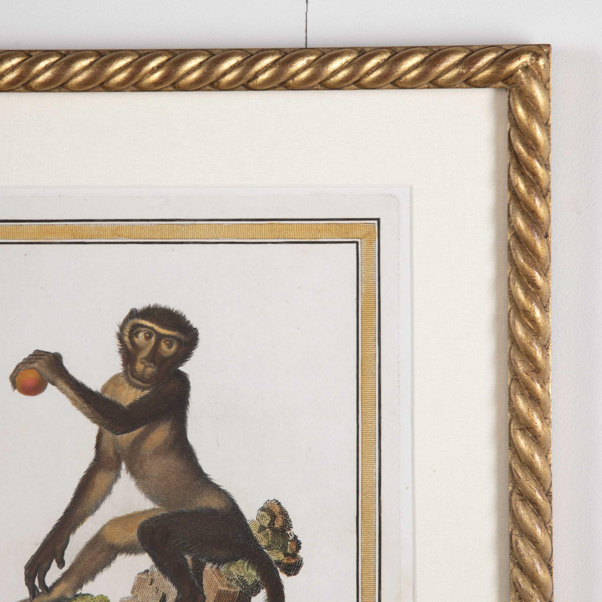 19th Century Set of Six Early Jacob's Monkey Engravings In Good Condition In Gloucestershire, GB