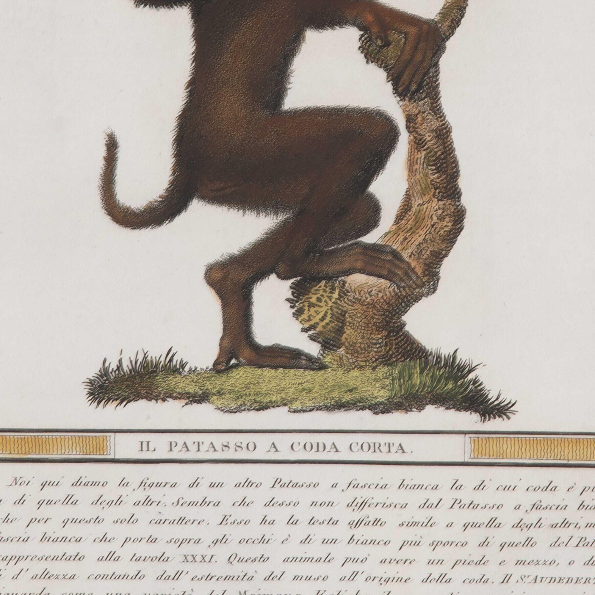 Paper 19th Century Set of Six Early Jacob's Monkey Engravings
