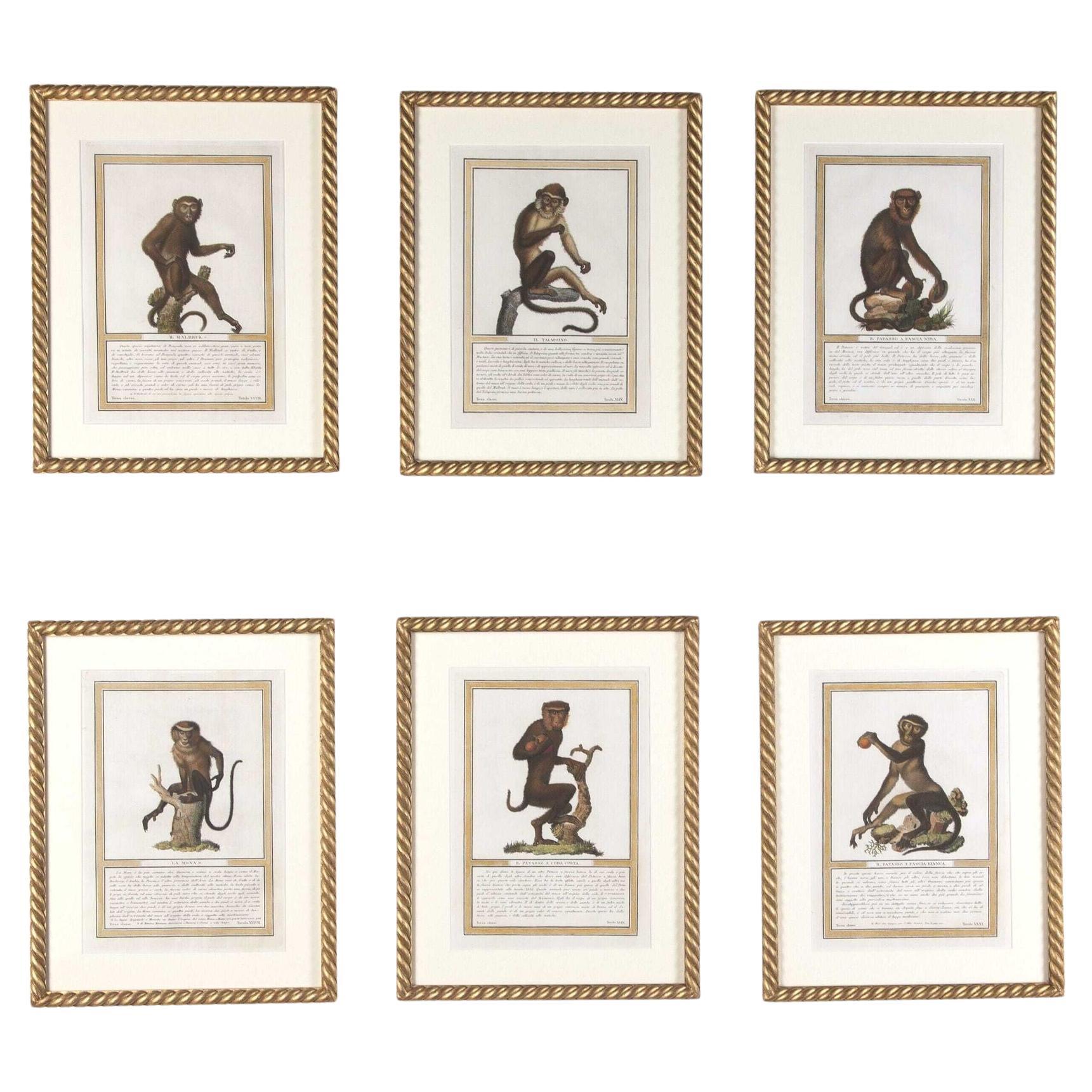 19th Century Set of Six Early Jacob's Monkey Engravings