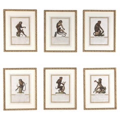 19th Century Set of Six Early Jacob's Monkey Engravings