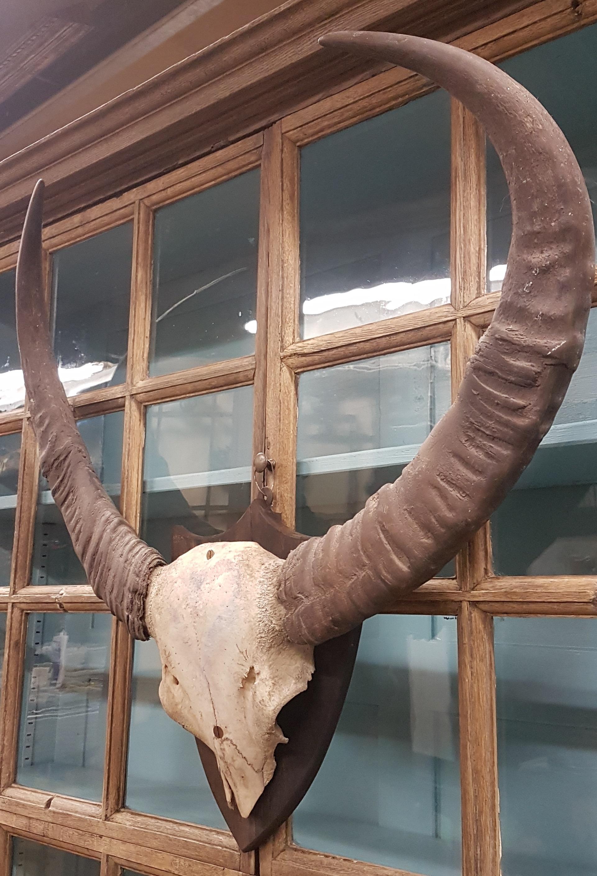 19th Century Set of Water Buffalo Horns on Sheild 4