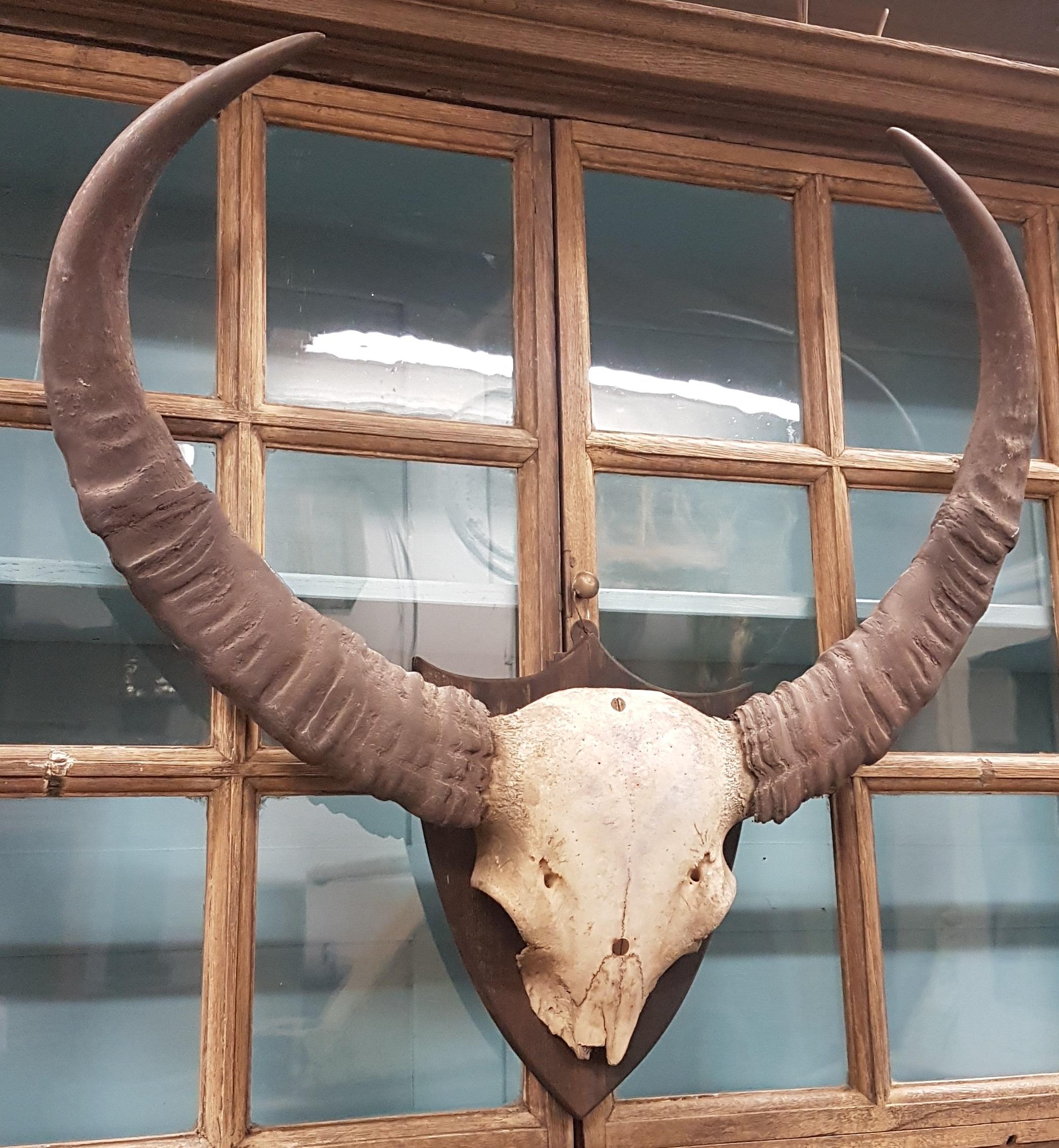 19th Century Set of Water Buffalo Horns on Sheild 5