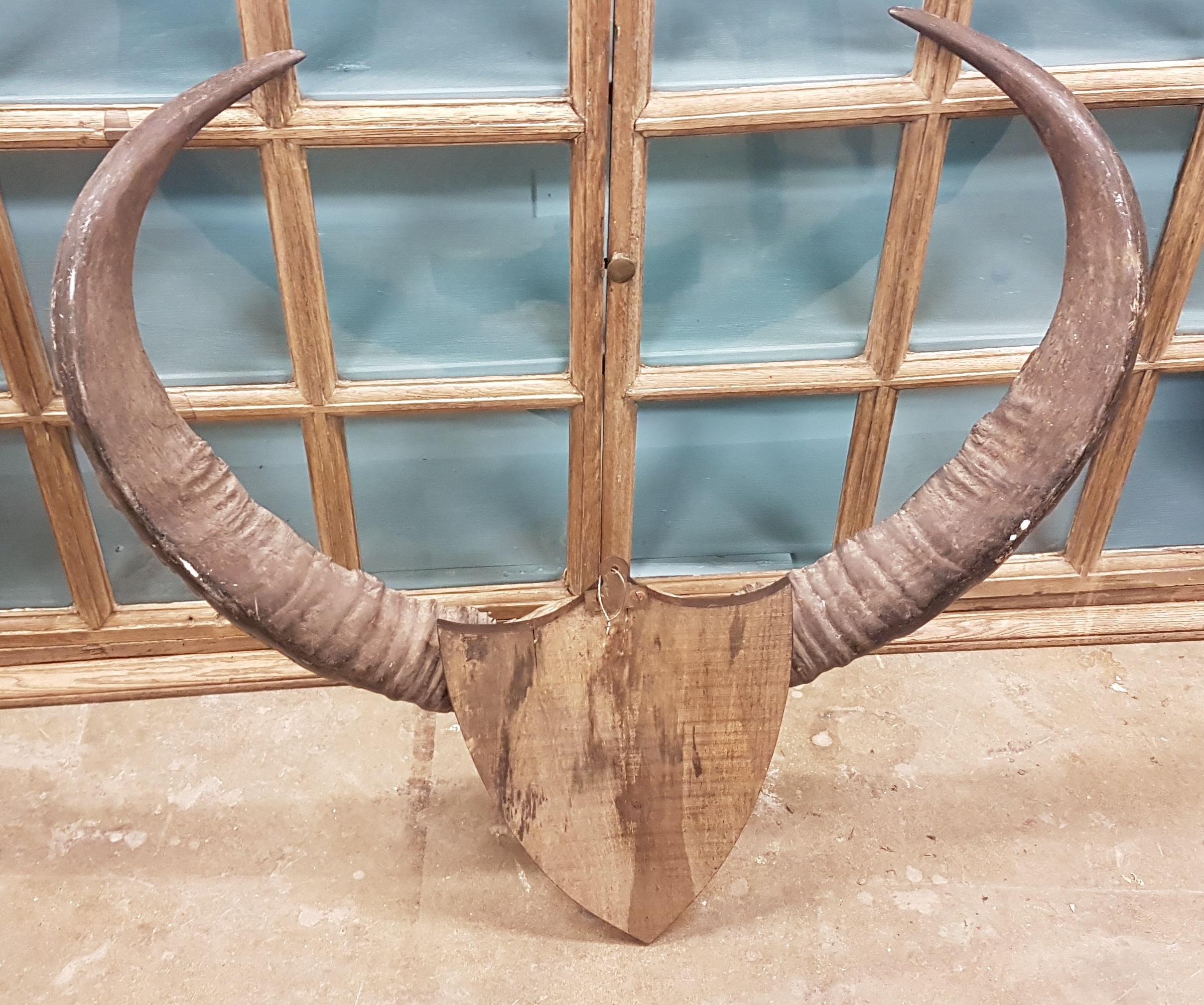 19th Century Set of Water Buffalo Horns on Sheild 6
