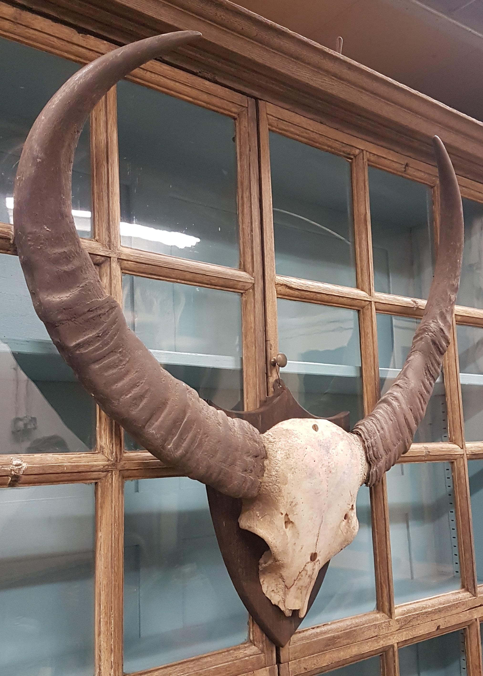An impressive rustic weathered set of late 19th century water buffalo horns and skull cap. They have gathered a nice faded patina over time and are mounted on an elm shield.
Would look great in a bar, cafe, hunting lodge etc.