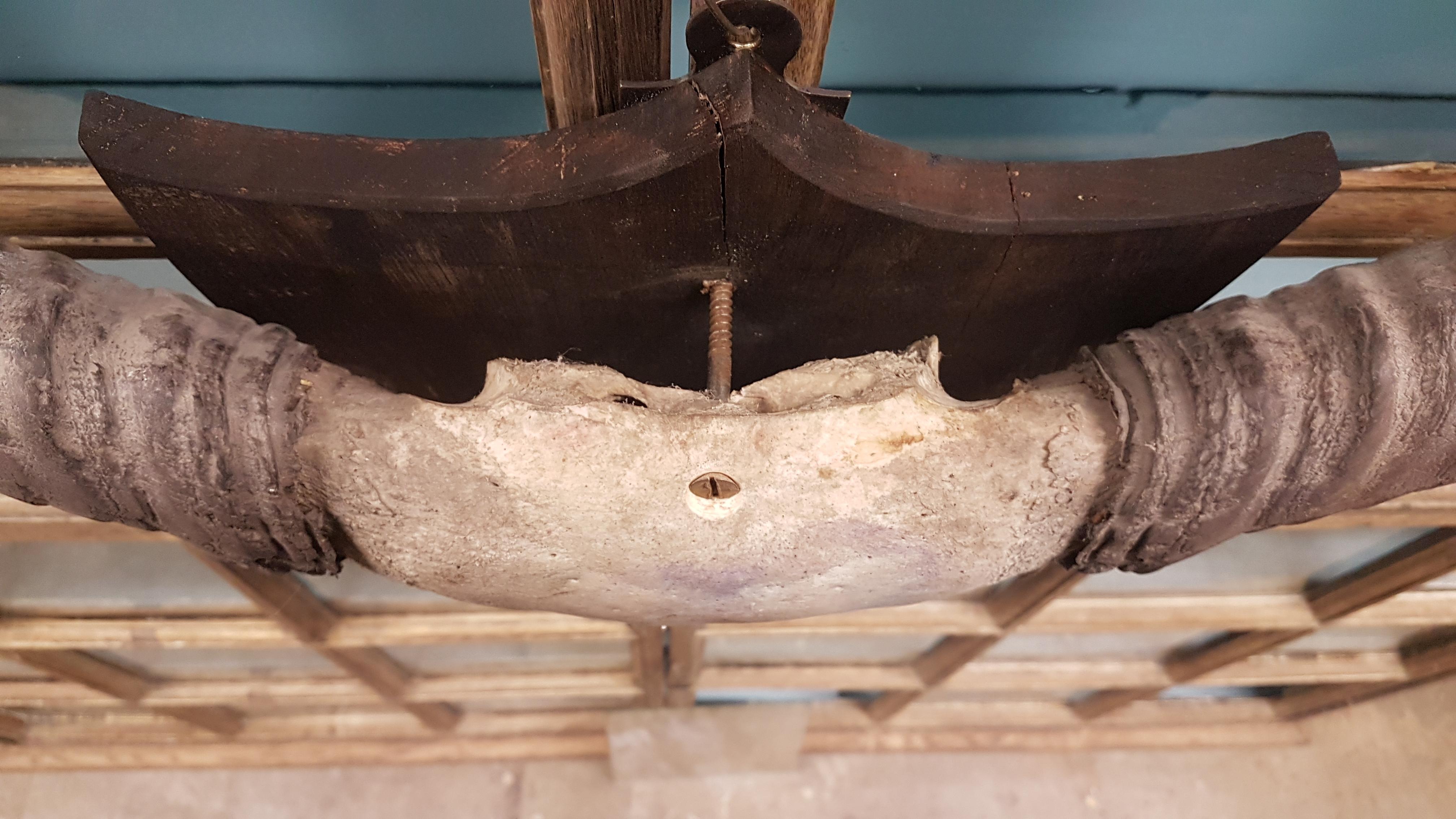 19th Century Set of Water Buffalo Horns on Sheild 1