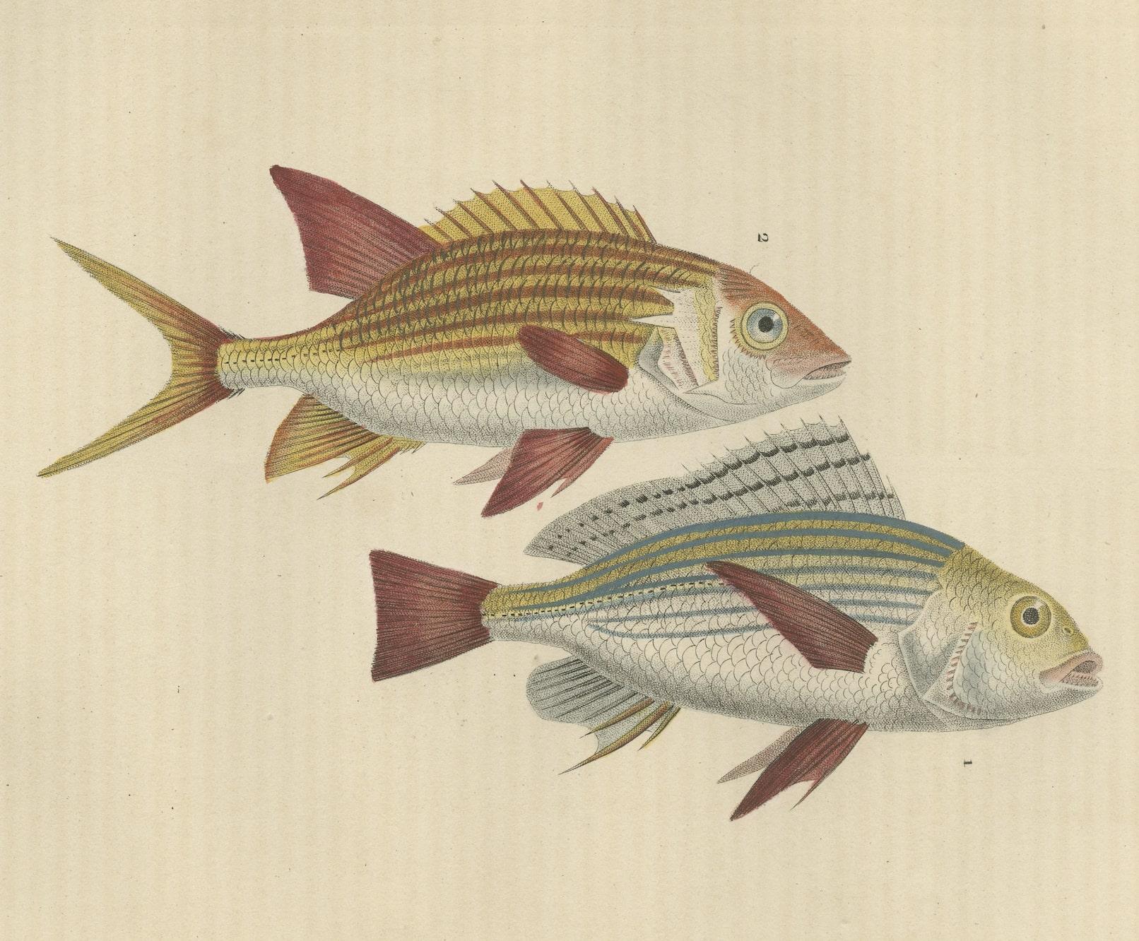 An attractive antique hand-colored print by Pierre Auguste Joseph Drapiez, depicting marine species.

The English names for the species mentioned are as follows:

1. **Pristipoma piqué:** Commonly known as the 