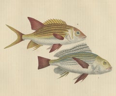 19. Jahrhundert Sheepshead Meerbrasse und Eichhörnchen Antiker Fischdruck, 1845