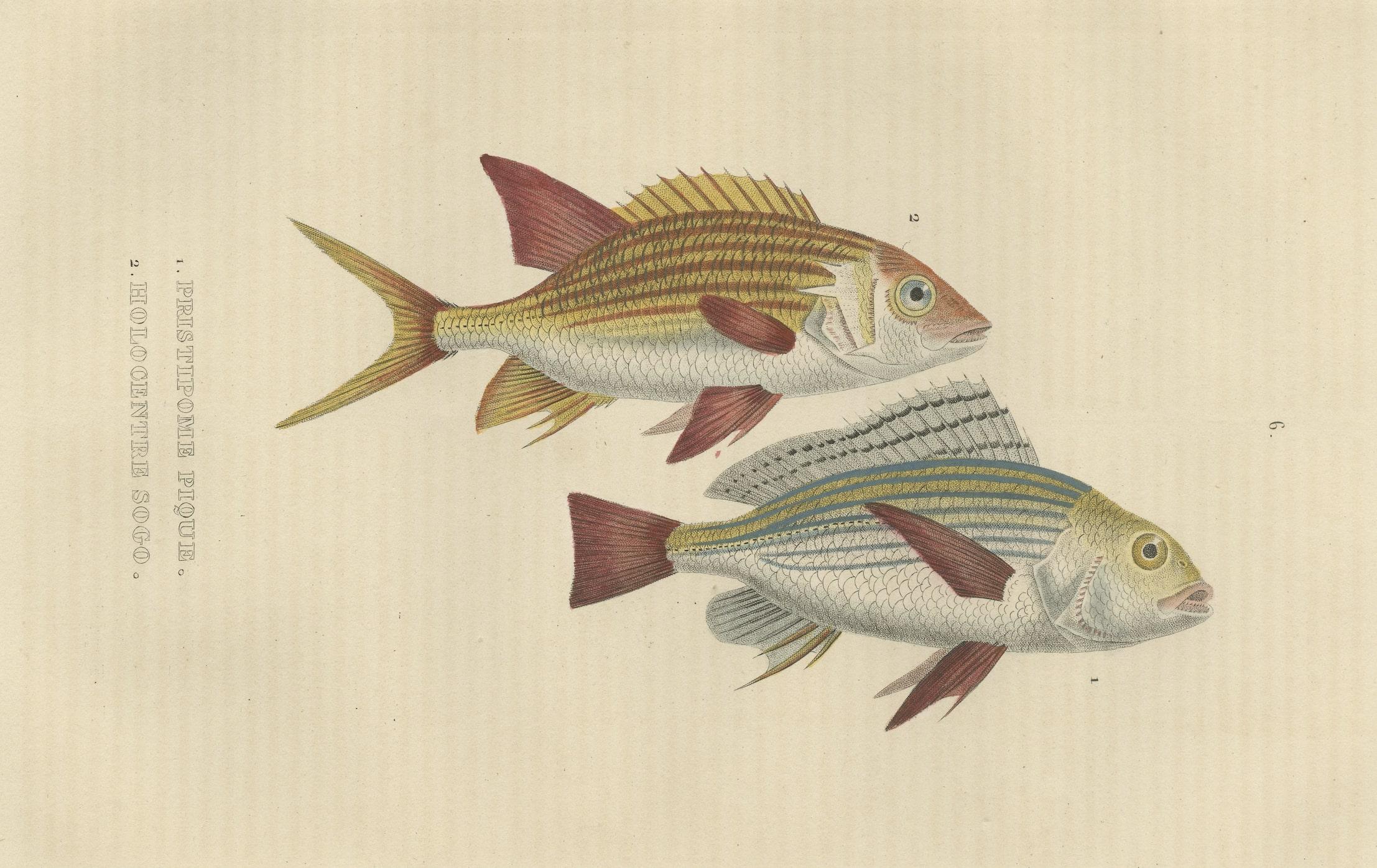 Engraved 19th Century Sheepshead Seabream and Squirrelfish Antique Fish Print, 1845  For Sale