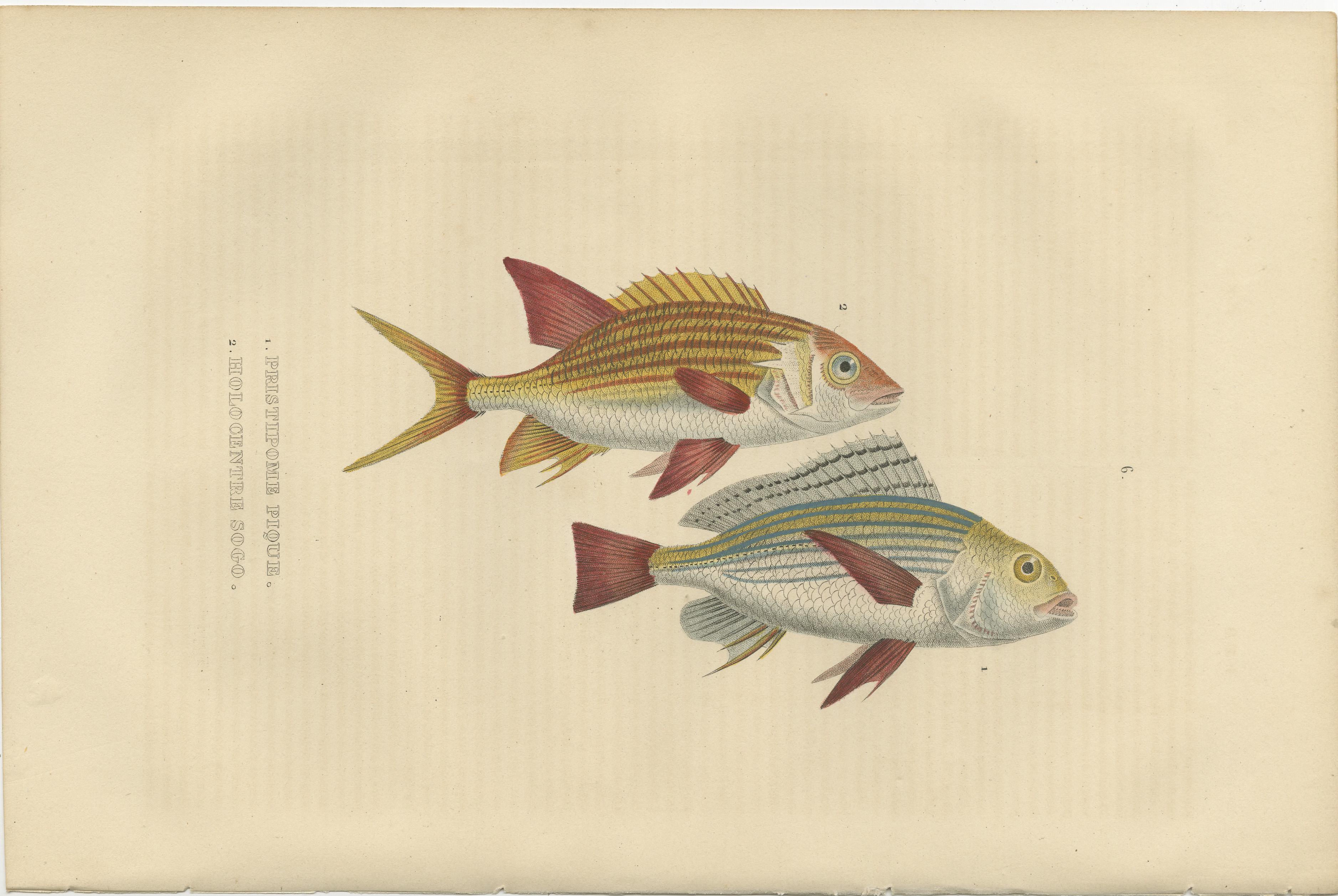 19th Century Sheepshead Seabream and Squirrelfish Antique Fish Print, 1845  In Good Condition For Sale In Langweer, NL