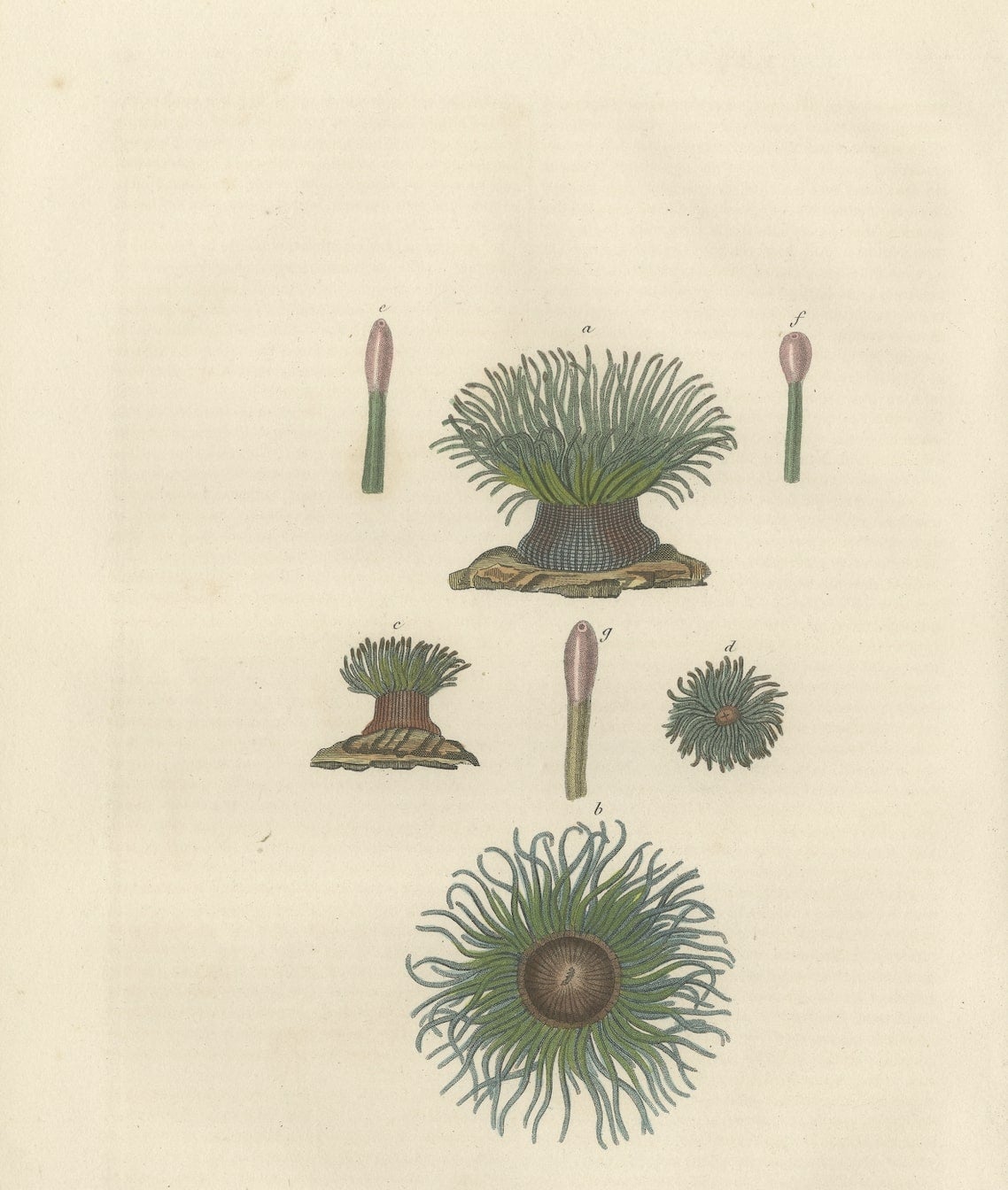 Original antique illustration of a depiction of Actinia viridis, commonly known as the Snakelocks Anemone. These creatures possess a green hue due to the presence of a green fluorescent protein, which is quite common in certain marine organisms like