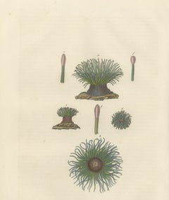 19th Century Snakelocks Anemone Antique Engraving Original Handcoloring, 1845