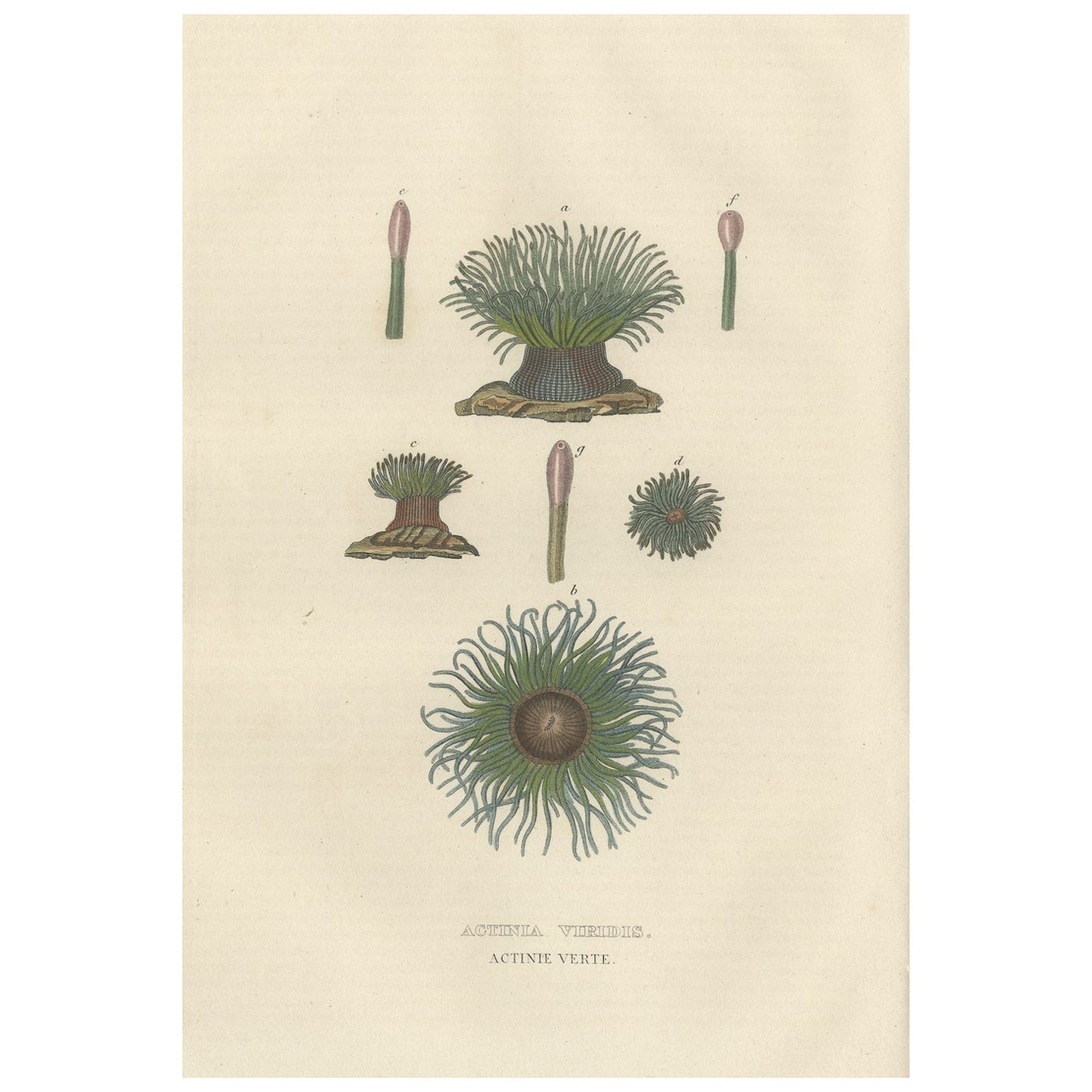 Schlangenuhren Anemone des 19. Jahrhunderts Antike Gravur Original Handkolorierung, 1845