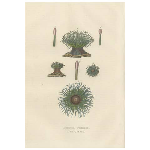 19th Century Snakelocks Anemone Antique Engraving Original Handcoloring, 1845