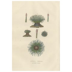 19th Century Snakelocks Anemone Antique Engraving Original Handcoloring, 1845