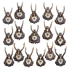 19th Century Spanish Habsburg Roe Trophies on Hand Carved Black Forest Plaques