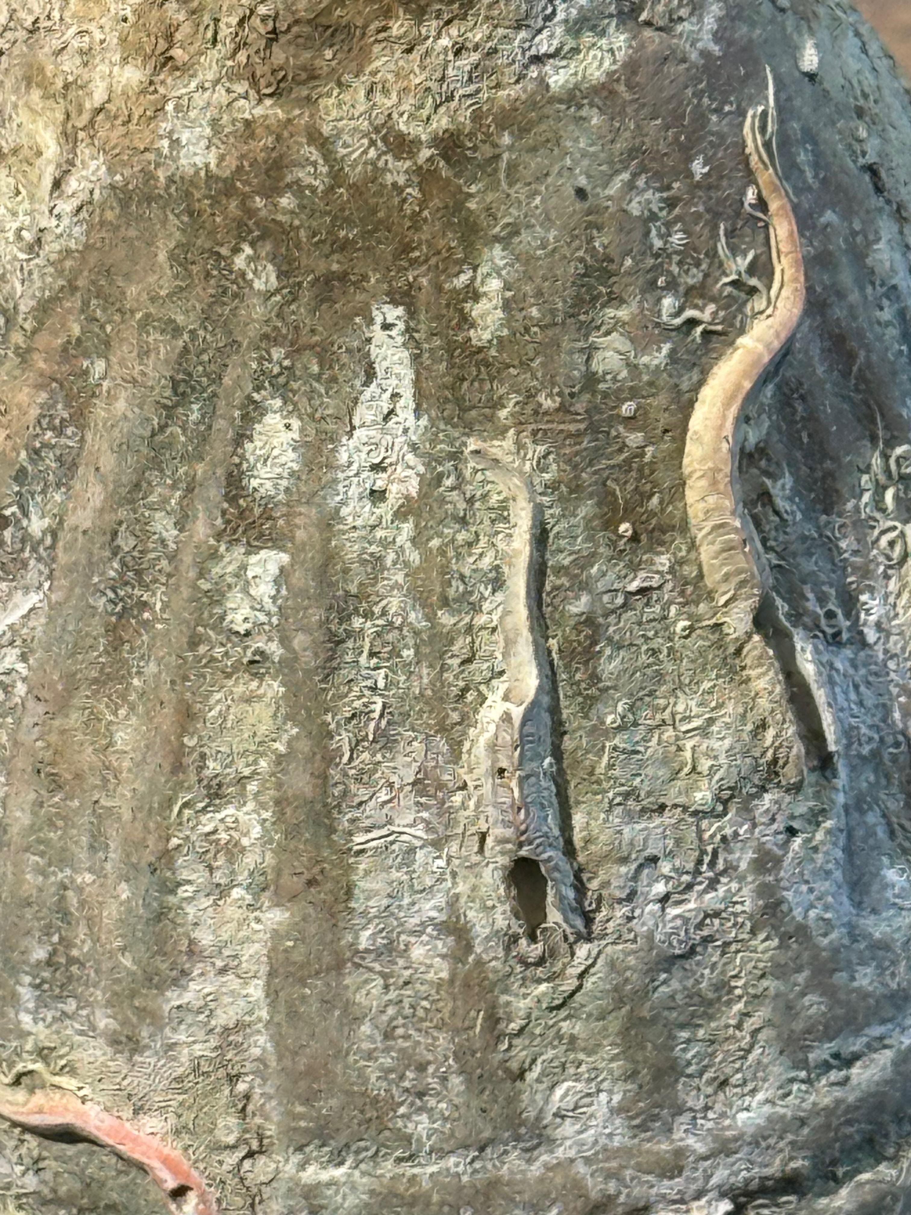 Bouteille de médicaments du 19e siècle provenant de l'épave du navire Sukhothai, Thaïlande en vente 1