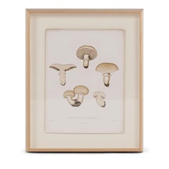 19th Century Swedish Mushroom Prints