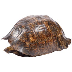 carapace de tortue léopard africaine taxidermique du 19e siècle