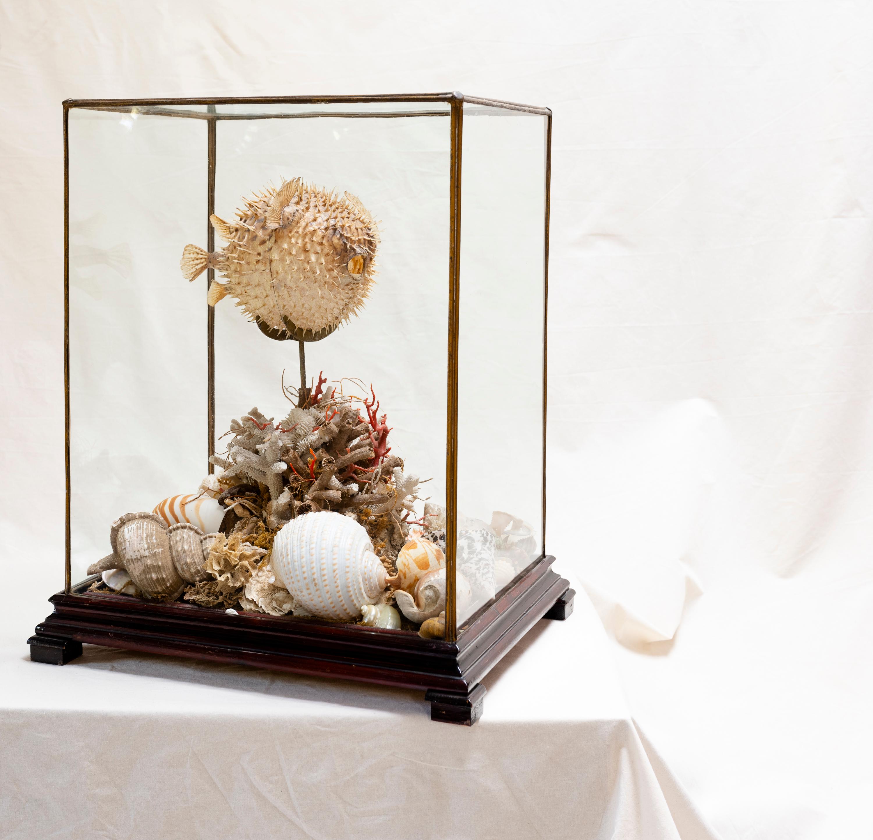 Originally from the Costa Brava in Spain, and brought to America near the turn of the last century, this incredible taxidermy blowfish with shells and Mediterranean sea elements remains in great condition, and will elevate any space. The hand-blown