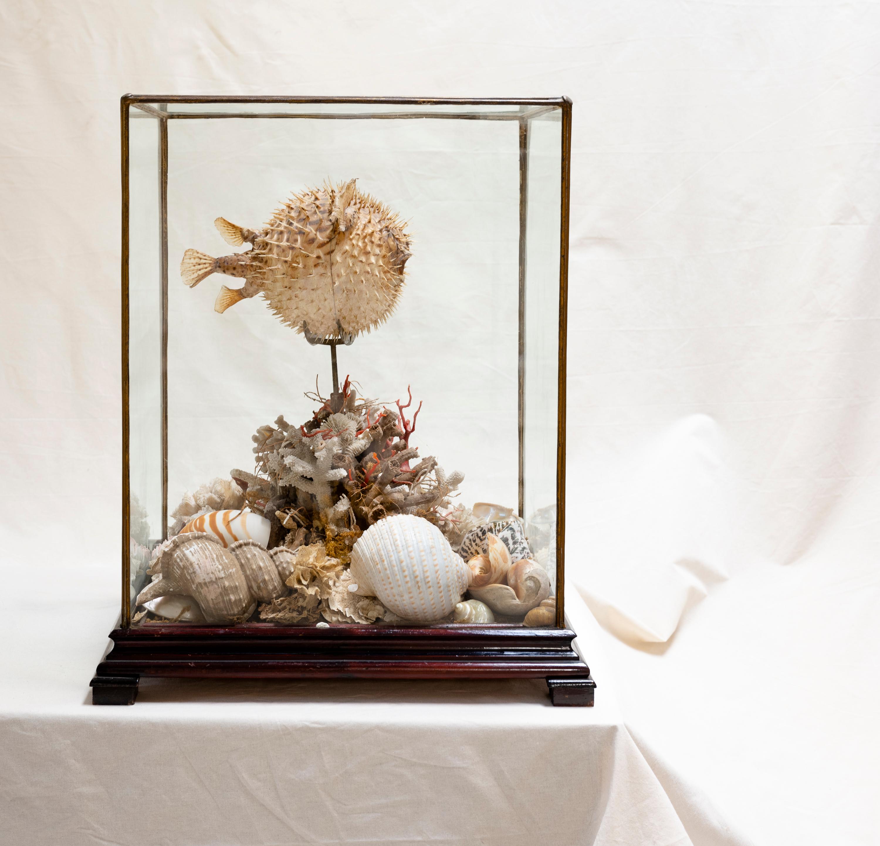 Originally from the Costa Brava in Spain, and brought to America near the turn of the last century, this incredible taxidermy blowfish with shells and Mediterranean sea elements remains in great condition, and will elevate any space. The hand-blown