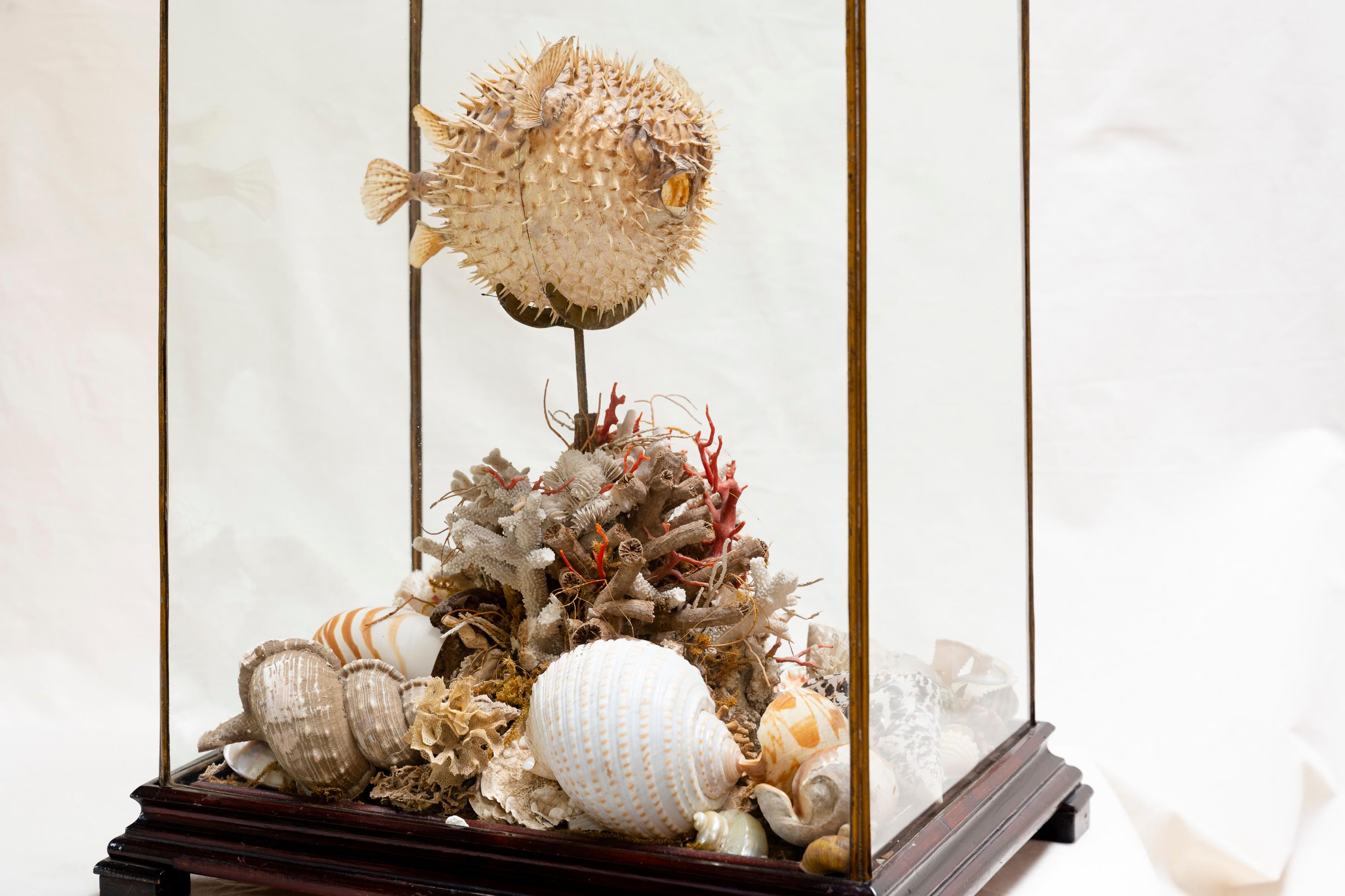 Taxidermie-Blowfish-Stillleben aus dem 19. Jahrhundert (Spanisch Kolonial) im Angebot