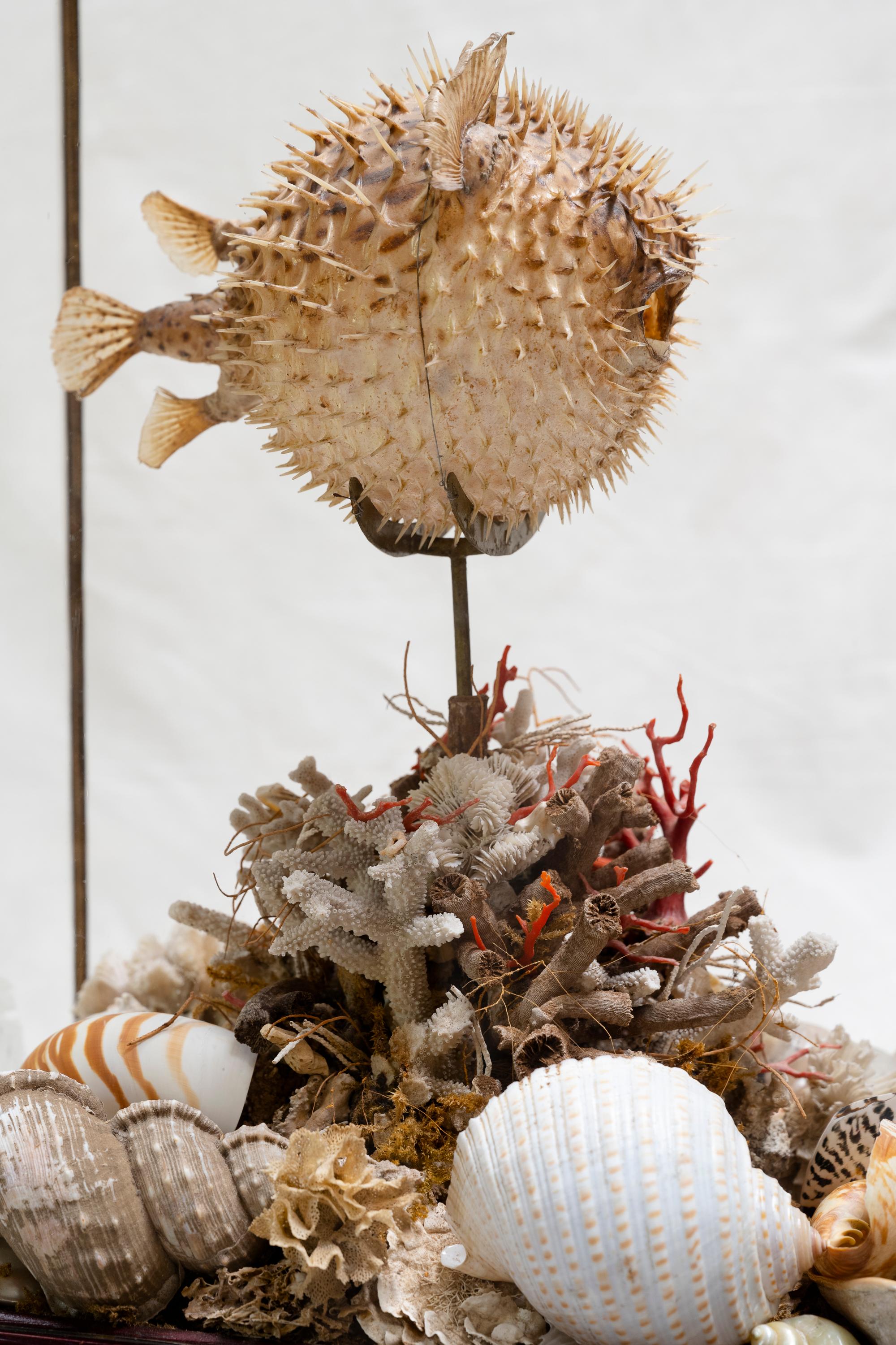 Spanish 19th Century Taxidermy Blowfish Still Life